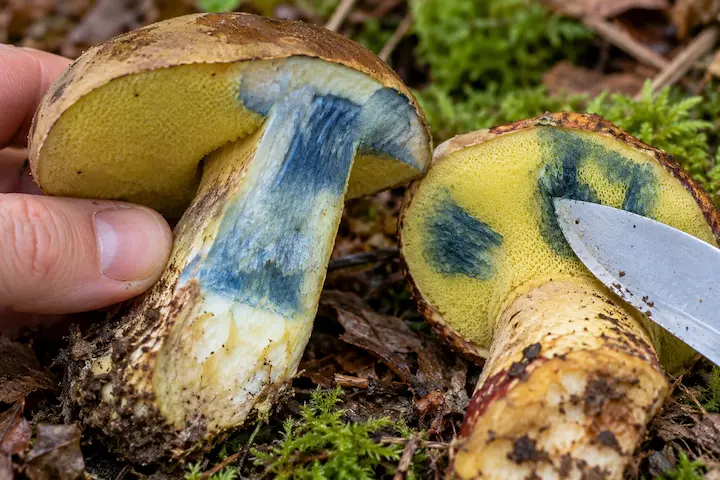 Bolete mushroom bruising blue where the pores were cut
