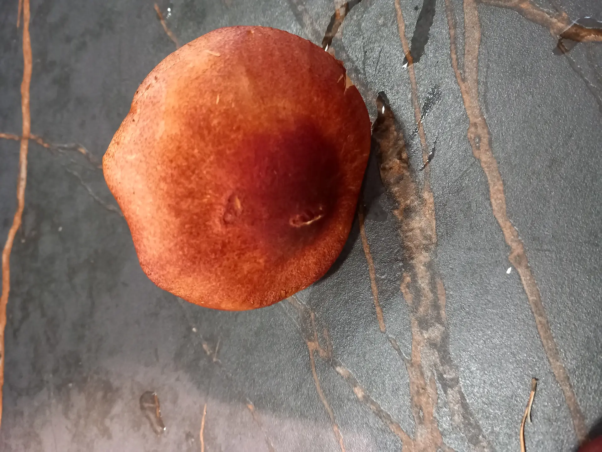 Deadly Webcap (Cortinarius rubellus) - Cap reddish-brown to rusty orange, smooth, convex, Gills crowded, adnate to slightly decurrent, yellowish-orange (immature), Stem slender, rusty brown, potentially fibrous, Lack of distinct ring or volva, Overall morphology consistent with highly toxic Cortinarius genus