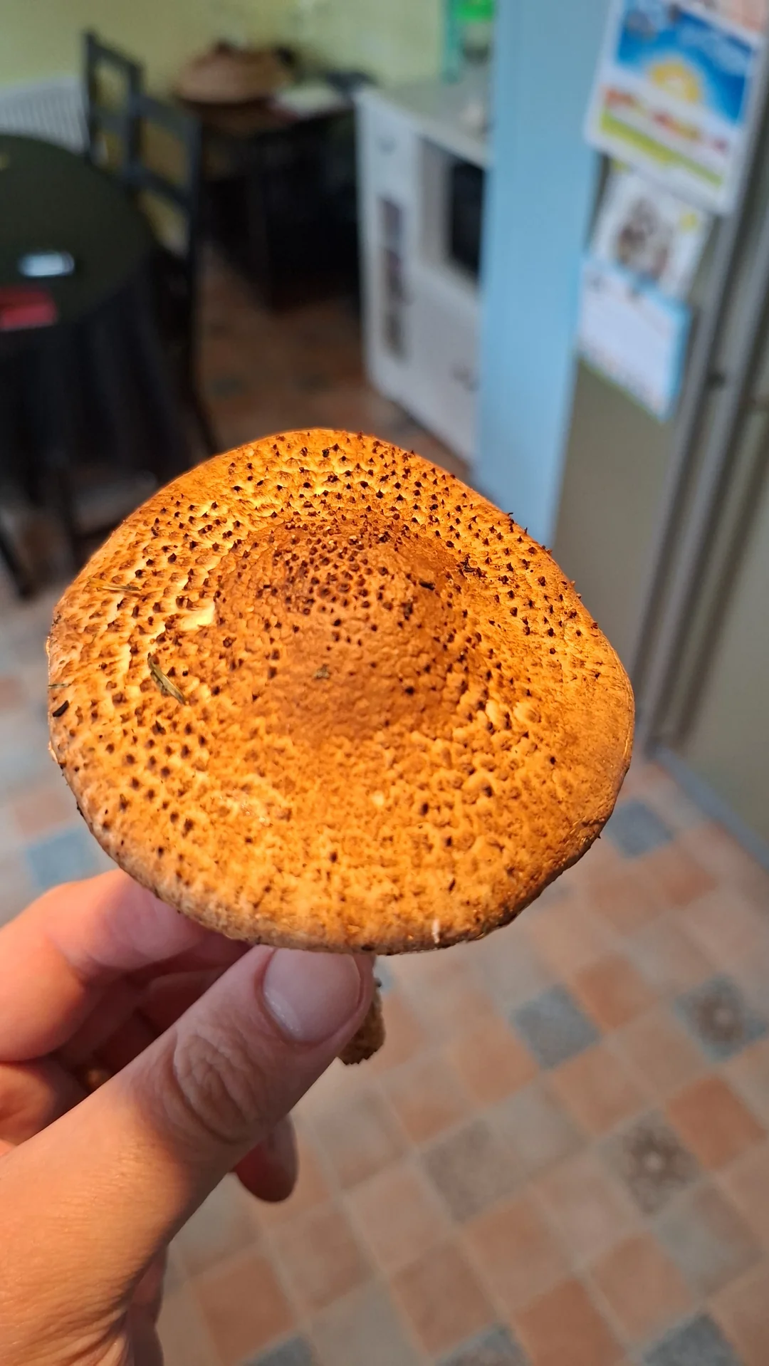 Rough Lepiota (Lepiota aspera) - Cap covered in dense, dark brown, granular scales (squamules), Tawny orange-brown cap color, darker center, Gills free and white/cream colored, Stipe features a ragged, often movable ring remnant, Stipe surface pale, scaly or fibrous below the ring