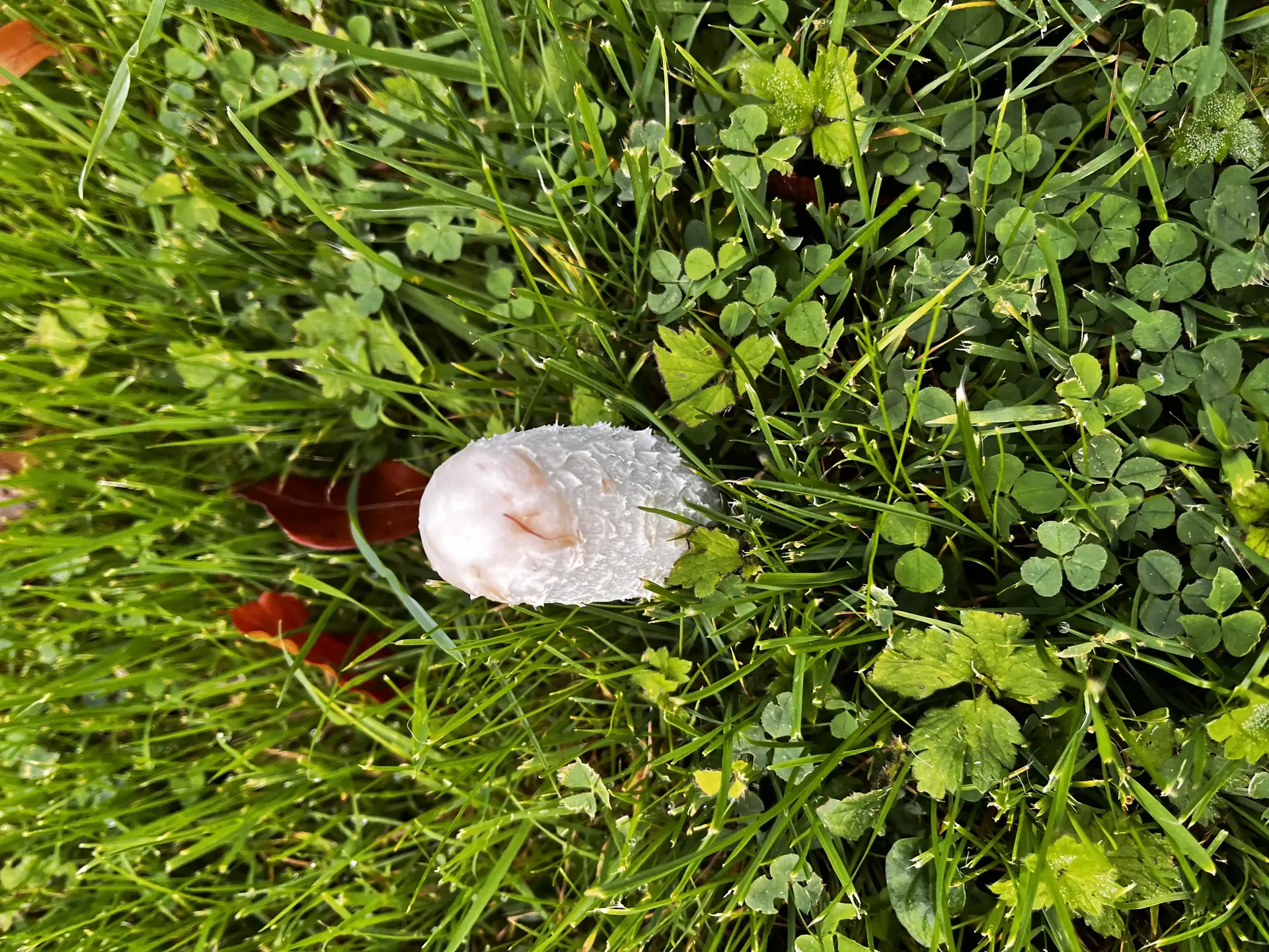 Shaggy Mane (Coprinus comatus) - Cylindrical, elongated cap shape, Dense, shaggy, upward-pointing white scales, Gills are crowded, free, and pure white when immature, Grows terrestrially in grass or disturbed soil