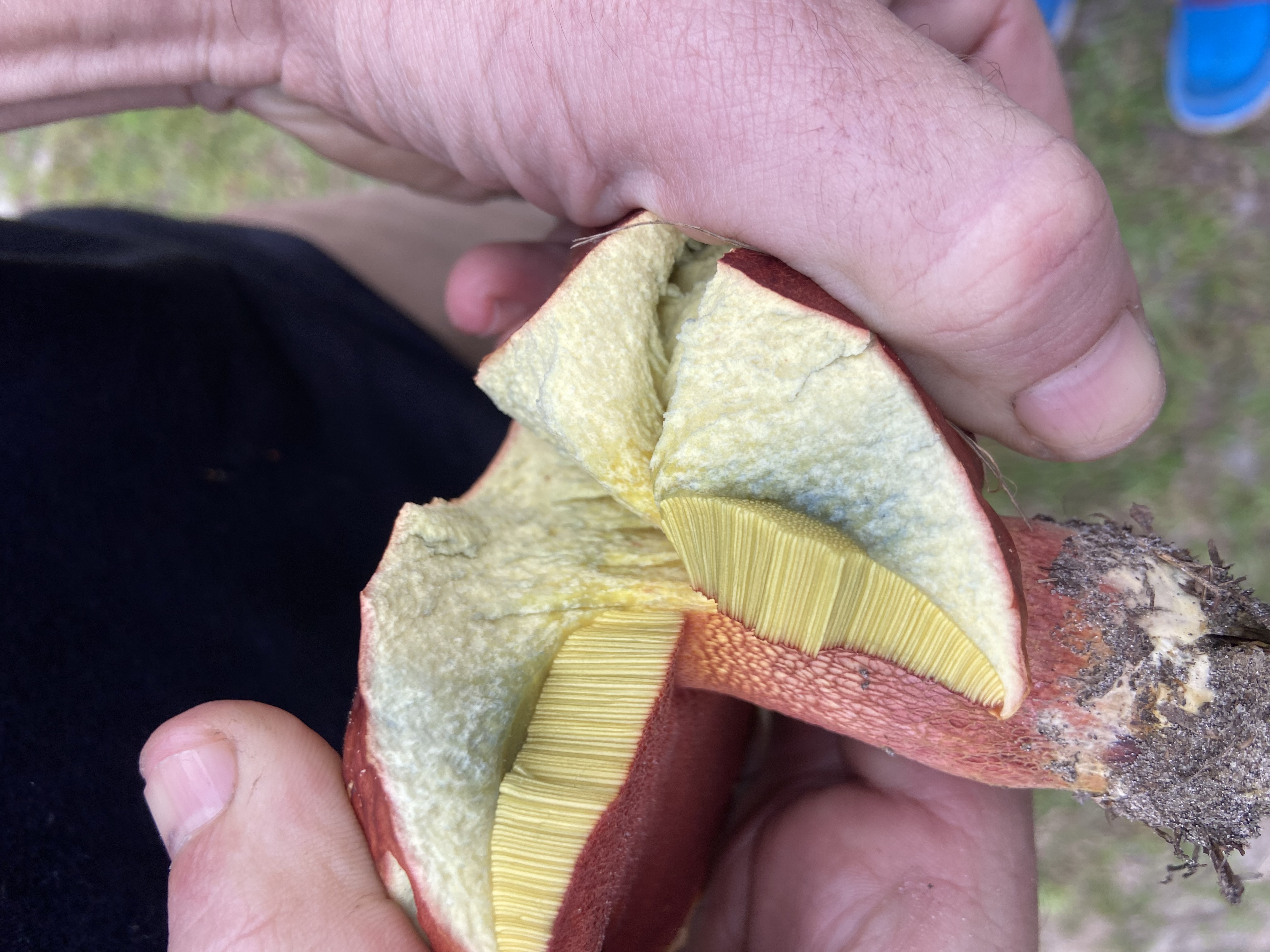 Sensitive Bolete (Boletus sensibilis) - Cap reddish-orange, smooth, Hymenium deep bright yellow (tubes), Flesh stains blue rapidly upon cutting, Robust, thick stem, reddish base, Mycorrhizal association (soil/grass)