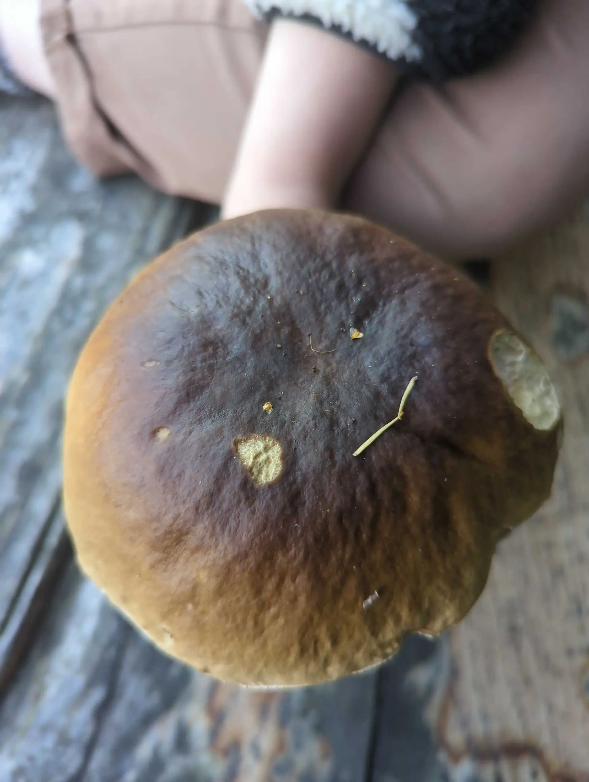 Penny Bun or Cep (Boletus edulis) - Large, convex, dark brown cap, Pore surface pale yellow/cream, fine pores, Thick, bulbous, pale stem, Stem shows fine white reticulation near apex, Robust, heavy structure