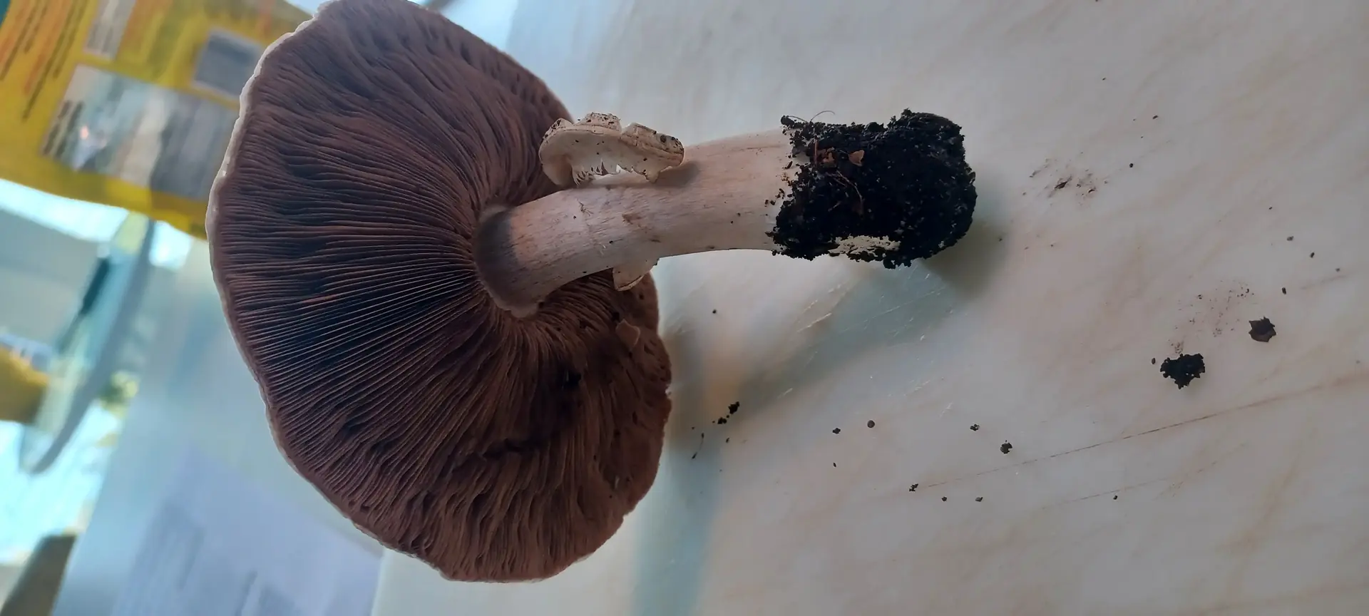 Horse Mushroom (Agaricus arvensis) - Free, crowded, dark chocolate brown gills (mature), Robust, pale white to tan cap surface, Prominent superior annulus (ring) on the stem, Stem base attached to soil, suggesting terrestrial growth, Gills do not attach to the stem