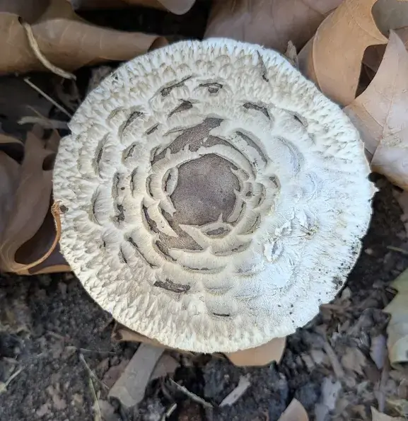Green-spored Lepiota (Chlorophyllum molybdites) - Large cap with concentric, dark brown, peeling scales, Free, crowded, white to cream gills (will turn green with age/spores), Prominent, movable, double ring on the stipe, Bulbous base, growing terrestrially in soil/grass, Cap center darker and smoother than margin