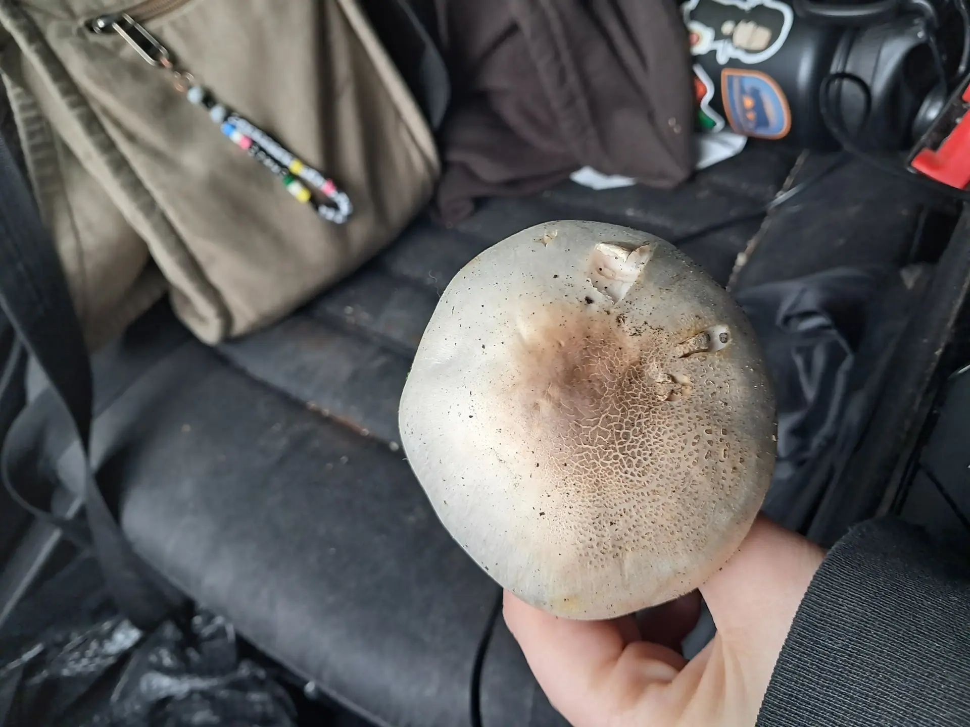 Yellow Stainer (Agaricus xanthodermus) - Cap white, broad, with a flattened, slightly scaly brown center., Gills free, crowded, currently pinkish-salmon color., Robust white stem with a prominent, skirt-like ring (annulus)., Grows terrestrially in soil or grass., Stem base often stains bright yellow when bruised (unconfirmed here).