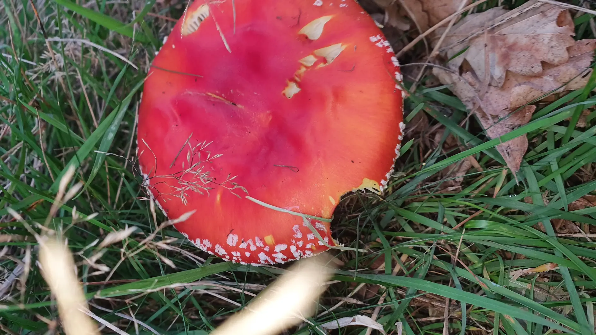 Fly Agaric (Amanita muscaria) - Bright red to orange cap, White, patchy remnants (warts) on cap surface, White, crowded, free gills, Robust, pale yellow stem with annulus remnant, Growing in soil, likely mycorrhizal