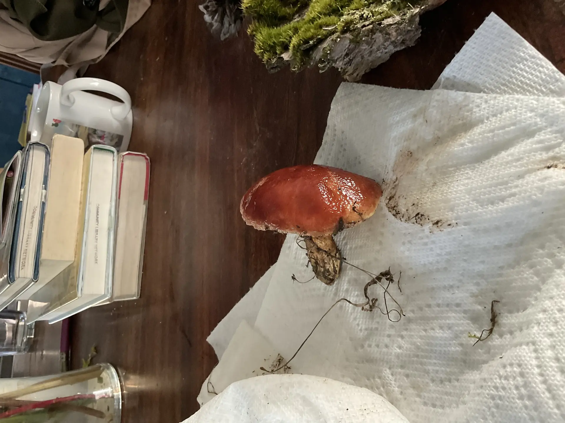 Slippery Jack (Group) (Suillus salmonicolor) - Cap highly viscid (slimy) and glossy, Cap color reddish-orange to deep red, Hymenium consists of yellow tubes/pores, Stem robust, brownish, possibly glandular dotted (obscured by dirt), Flesh appears yellowish, staining reaction unknown