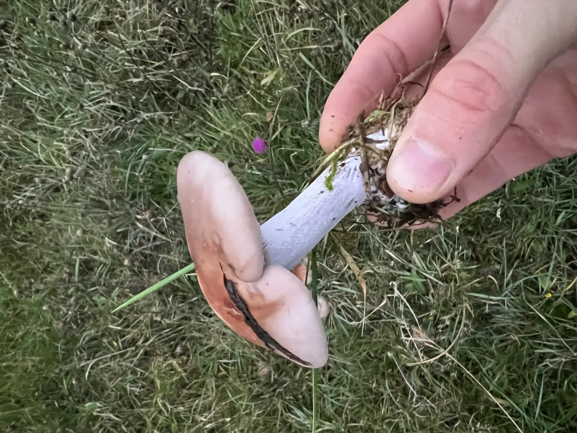 Blewit (Clitocybe nuda) - Cap brownish-pink, smooth, convex to flat, Gills crowded, adnate, distinct lilac/purple color, Stem robust, pale lilac, fibrous, Growing in grass/soil environment