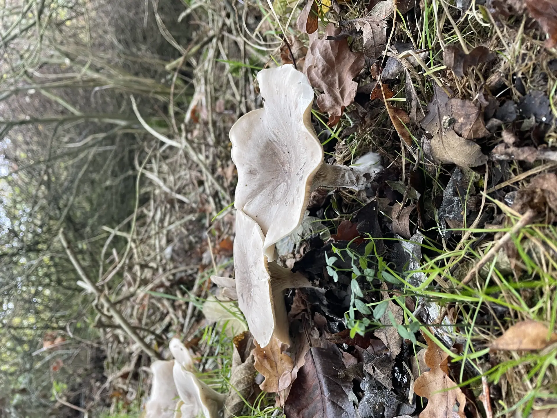 Clouded Funnel (Clitocybe nebularis) - Cap large, greyish-brown, depressed to funnel-shaped, Gills crowded, white to cream, deeply decurrent, Stem thick, fibrous, often paler than cap, Wavy, sometimes lobed cap margin in maturity, Grows terrestrially in clusters among leaf litter