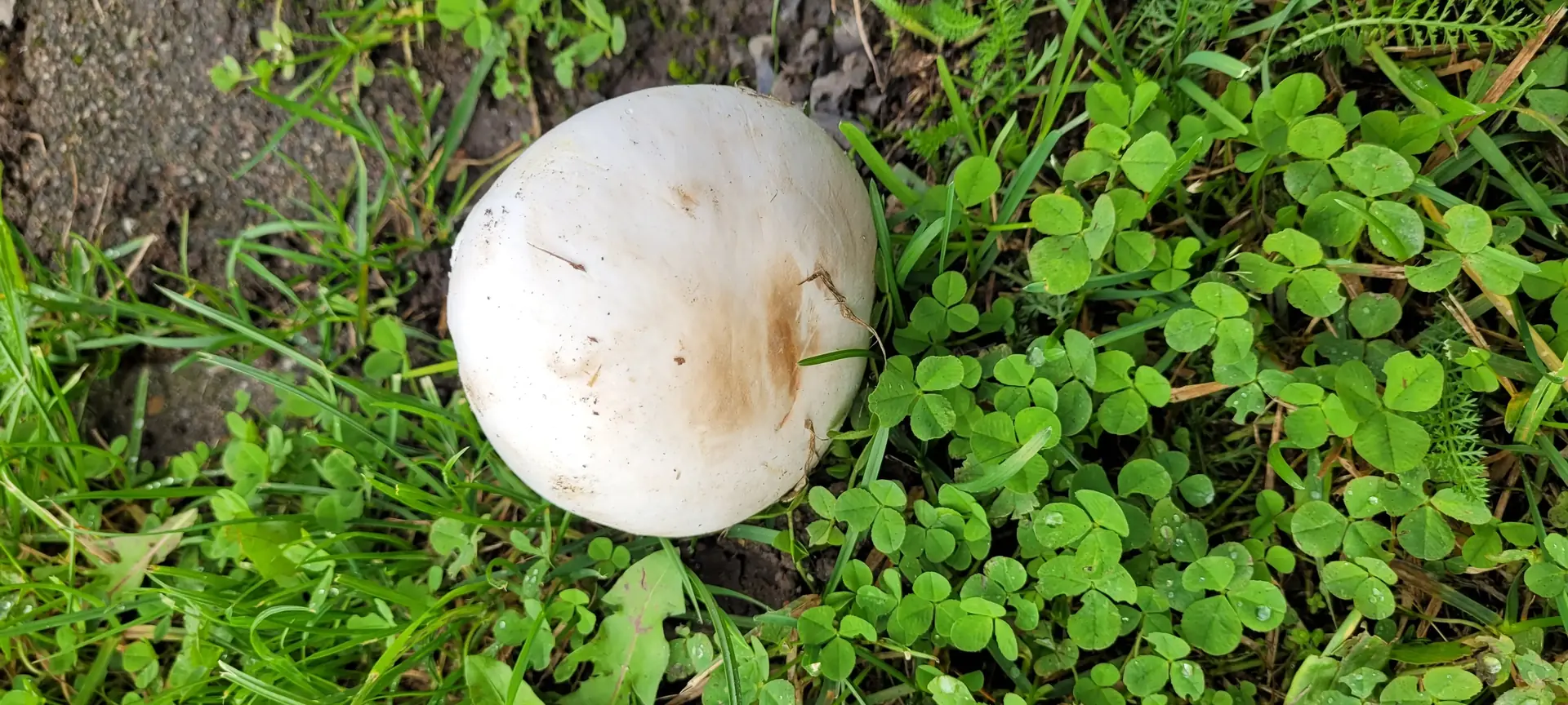 Plausible Field Mushroom (Agaricus campestris) - White, smooth cap, convex to flat, Gills free from stem, dark pink to chocolate brown, Prominent white ring (annulus) present on stem, Growing singly in grass/lawn environment, Stem base appears slightly thickened