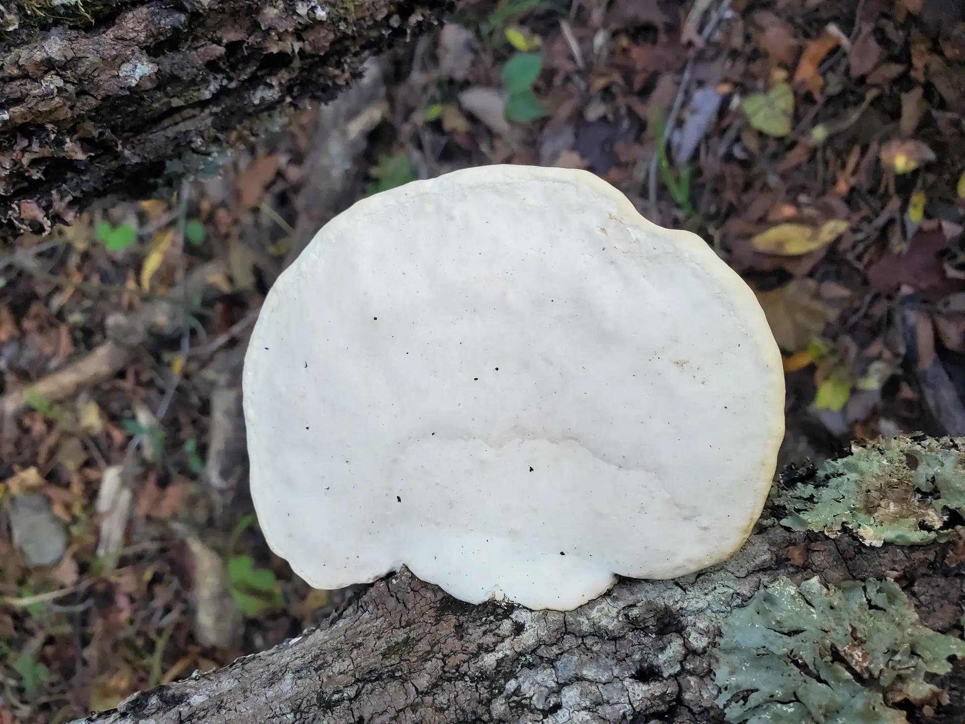White Cheese Polypore (Tyromyces chioneus) - Sessile bracket fungus, lacking a stem, Pure white to cream color throughout, Soft, fleshy, and watery texture when fresh, Growing directly on dead or dying hardwood, Underside covered in fine, white pores (not gills)