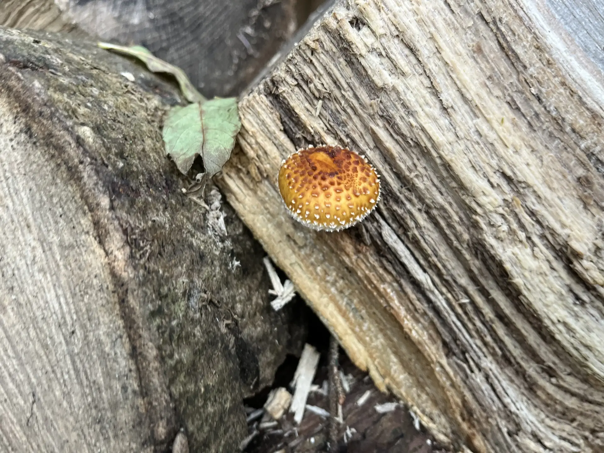 Golden Scalycap (Pholiota aurivella) - Golden-yellow to orange cap, often viscid when wet, Cap covered in dark, reddish-brown, appressed scales, Gills crowded, rusty brown at maturity (indicating rusty spore print), Growth strictly on dead or dying hardwood, Fibrous stem, lacking a distinct persistent ring