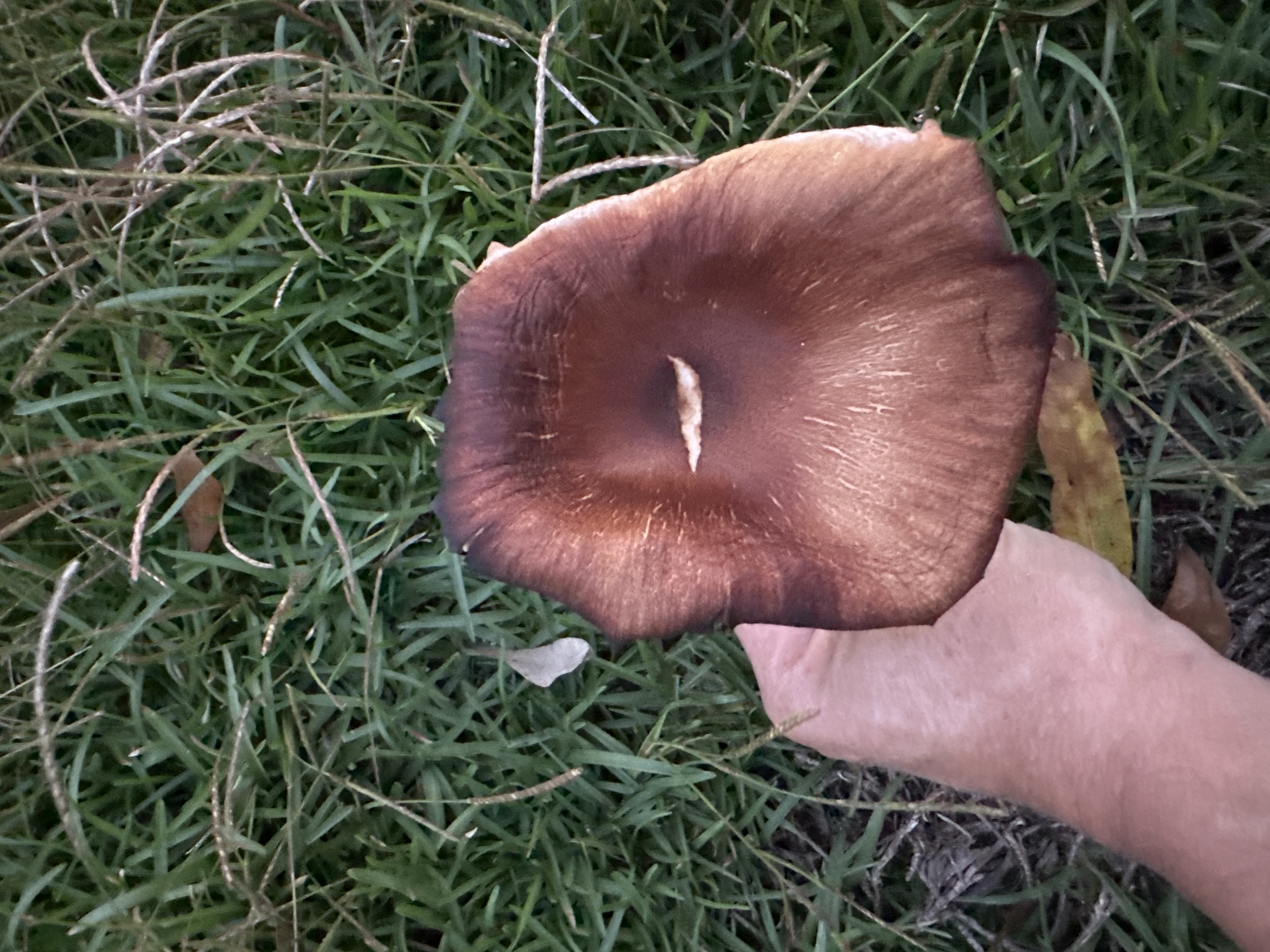 Brown Rollrim (Paxillus involutus) - Cap dark reddish-brown, depressed center, often velvety or fibrillose., Gills deeply decurrent, thick, widely spaced, rusty orange-brown., Gills often cross-veined (anastomosing) near the stem., Stem pale brown, curved, lacking a ring or volva., Grows terrestrially in grass or soil, often near trees.