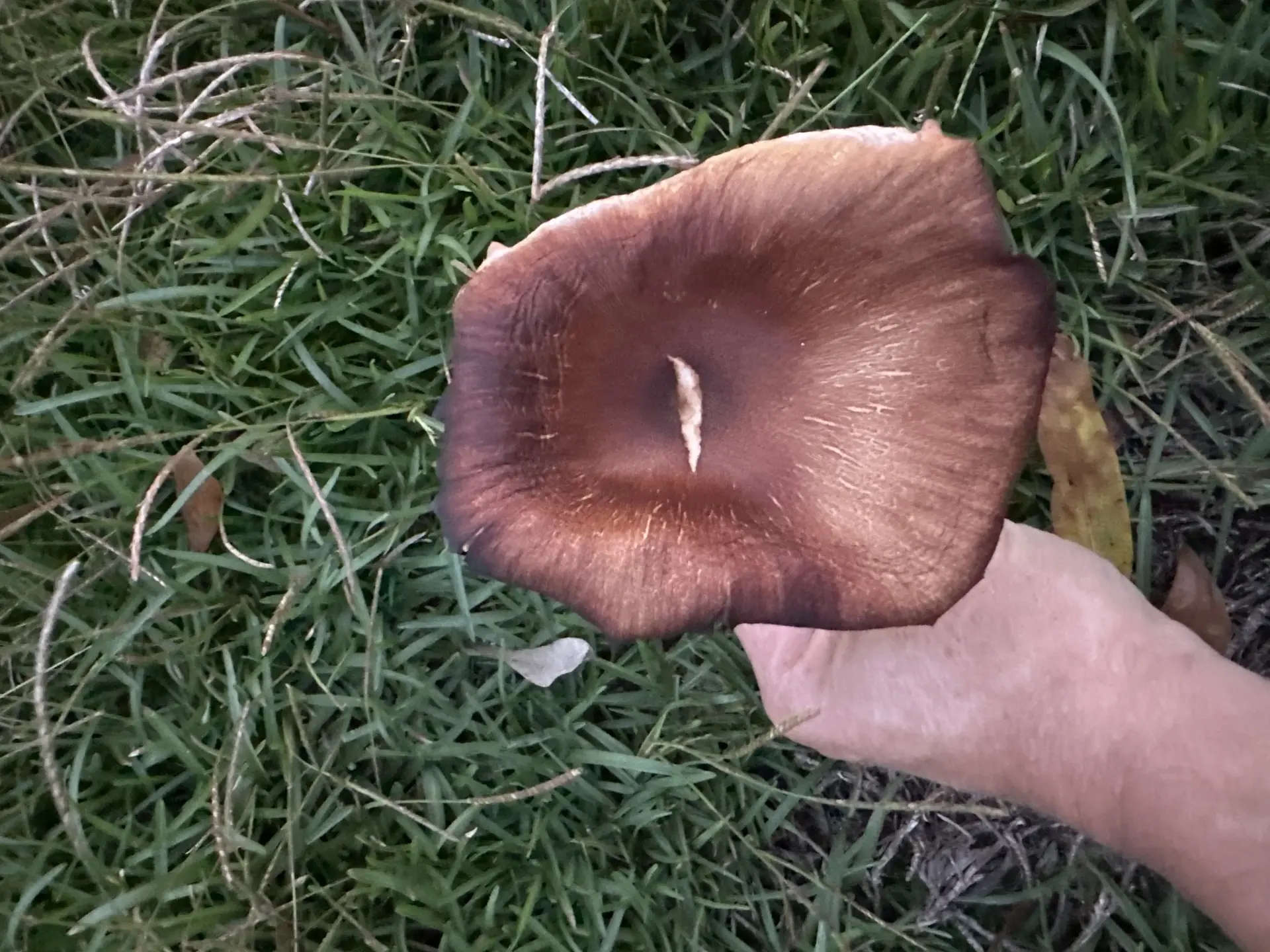 Brown Rollrim (Paxillus involutus) - Cap dark reddish-brown, depressed center, often velvety or fibrillose., Gills deeply decurrent, thick, widely spaced, rusty orange-brown., Gills often cross-veined (anastomosing) near the stem., Stem pale brown, curved, lacking a ring or volva., Grows terrestrially in grass or soil, often near trees.