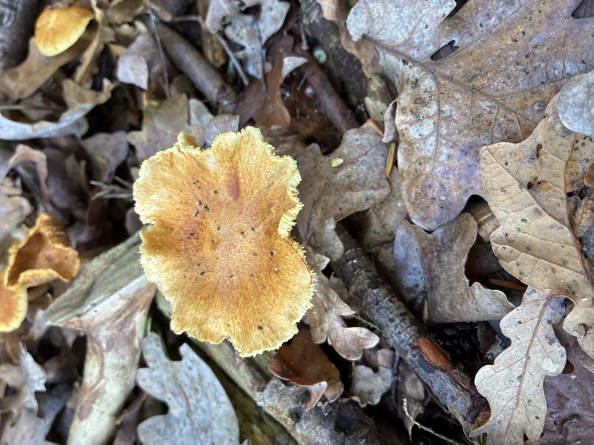 Terracotta Hedgehog (Hydnum rufescens) - Cap is orange-brown, dry, and slightly velvety or fibrillose., Underside features dense, brittle, yellowish-cream teeth (spines) instead of gills., Teeth are strongly decurrent (running down the stem)., Stipe is central, short, and concolorous or paler than the cap., Found growing terrestrially among leaf litter and woody debris.