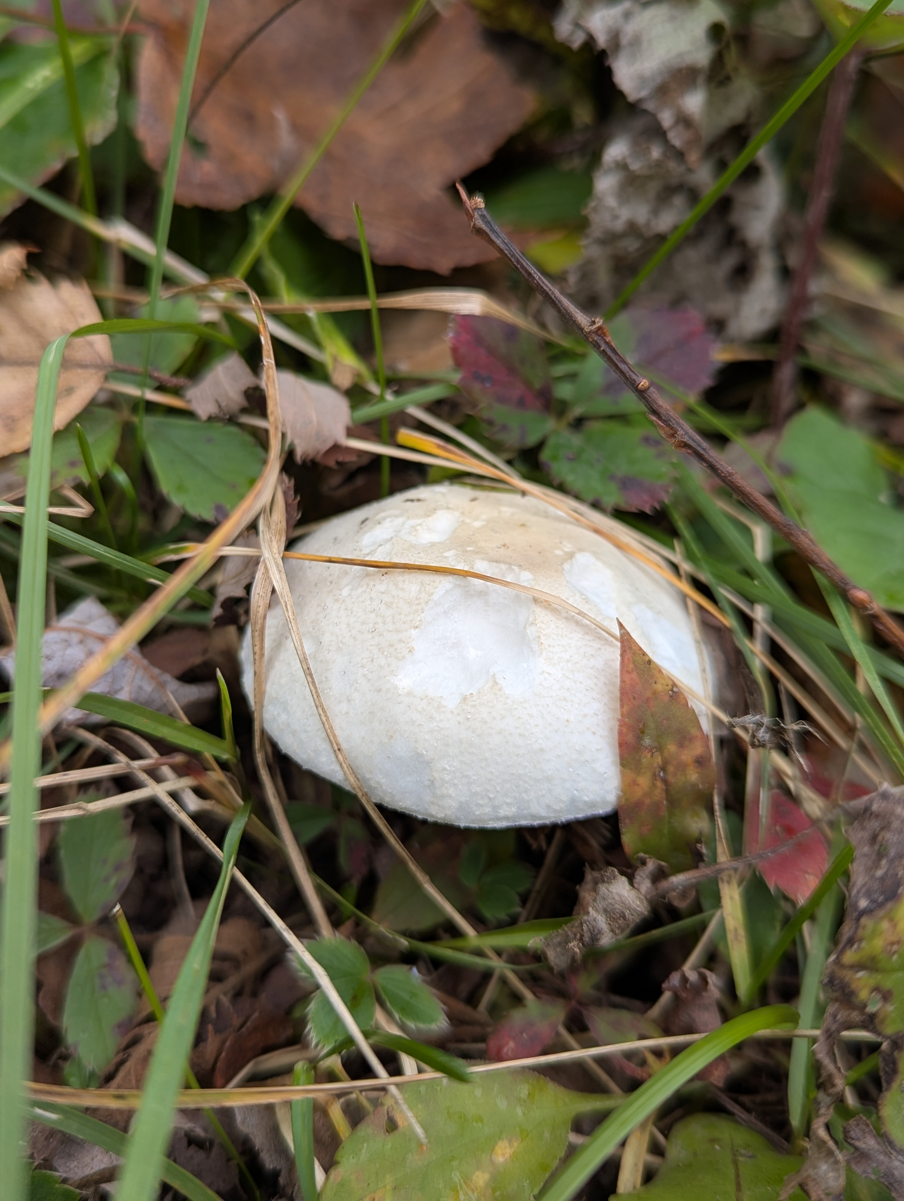 Destroying Angel (Likely) (Amanita bisporigera) - Entirely white basidiocarp, Cap surface smooth with scattered white veil remnants, Gills white, free, and crowded, Distinct, membranous white annulus (ring) present on stipe, Stipe base appears bulbous, potential volva obscured by soil