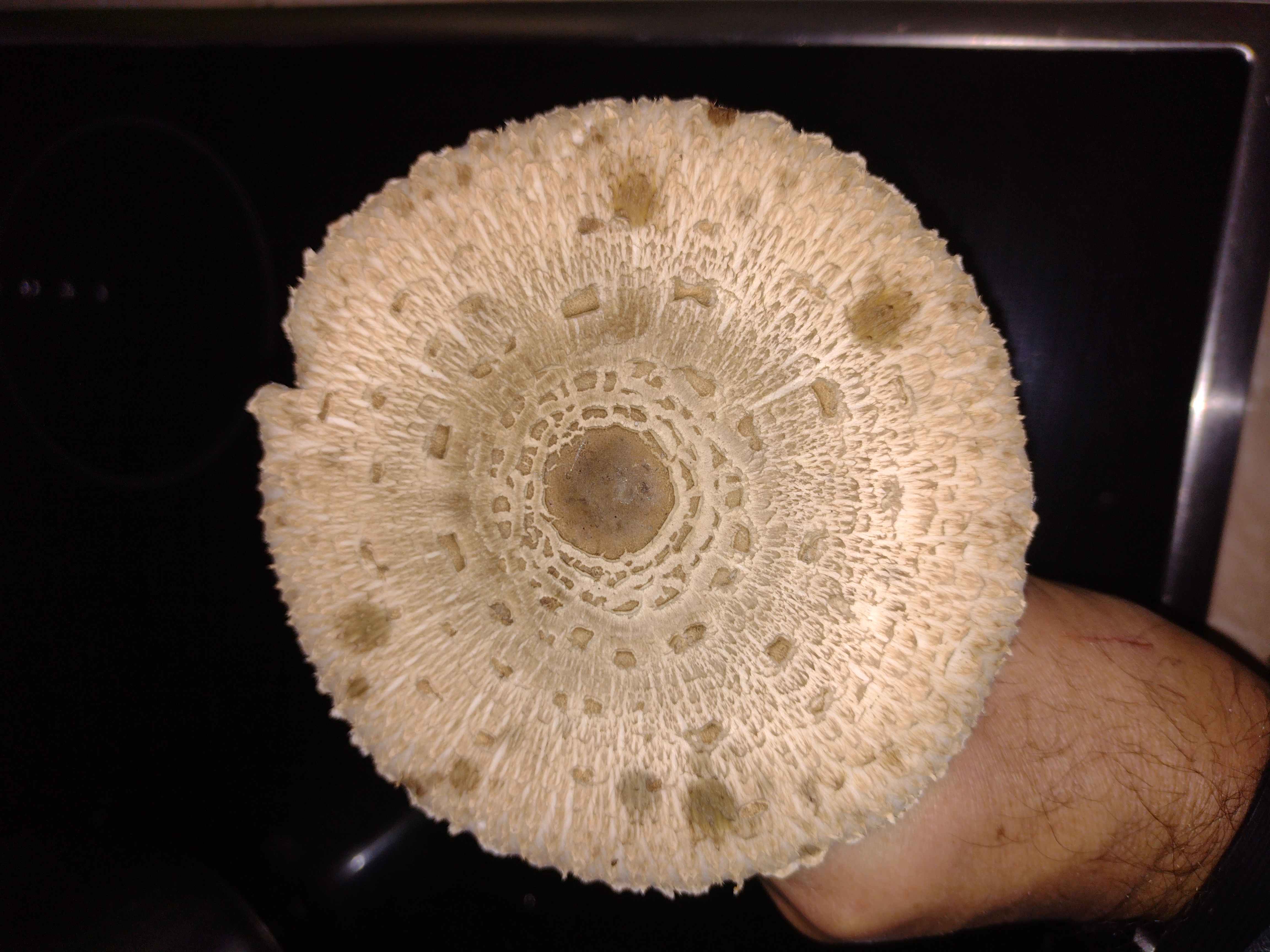 Parasol Mushroom (Tentative) (Macrolepiota procera) - Large cap with concentric, shaggy, brown scales, Dark, smooth central umbo, Free, crowded, white gills, Tall, slender stem with a prominent, movable ring, Bulbous, non-volvate stem base, Stem surface often mottled or slightly scaly