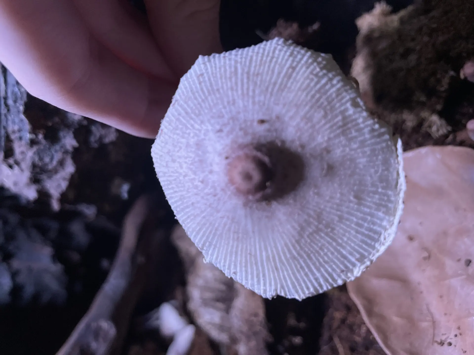 Onion-stalk Parasol (Leucocoprinus cepistipes) - Cap pale cream to white with deep radial striations, Distinct, darker central umbo (nipple), Gills white, crowded, and free from the stem, Stem long, slender, white, lacking a visible ring, Grows on rich organic substrate/soil