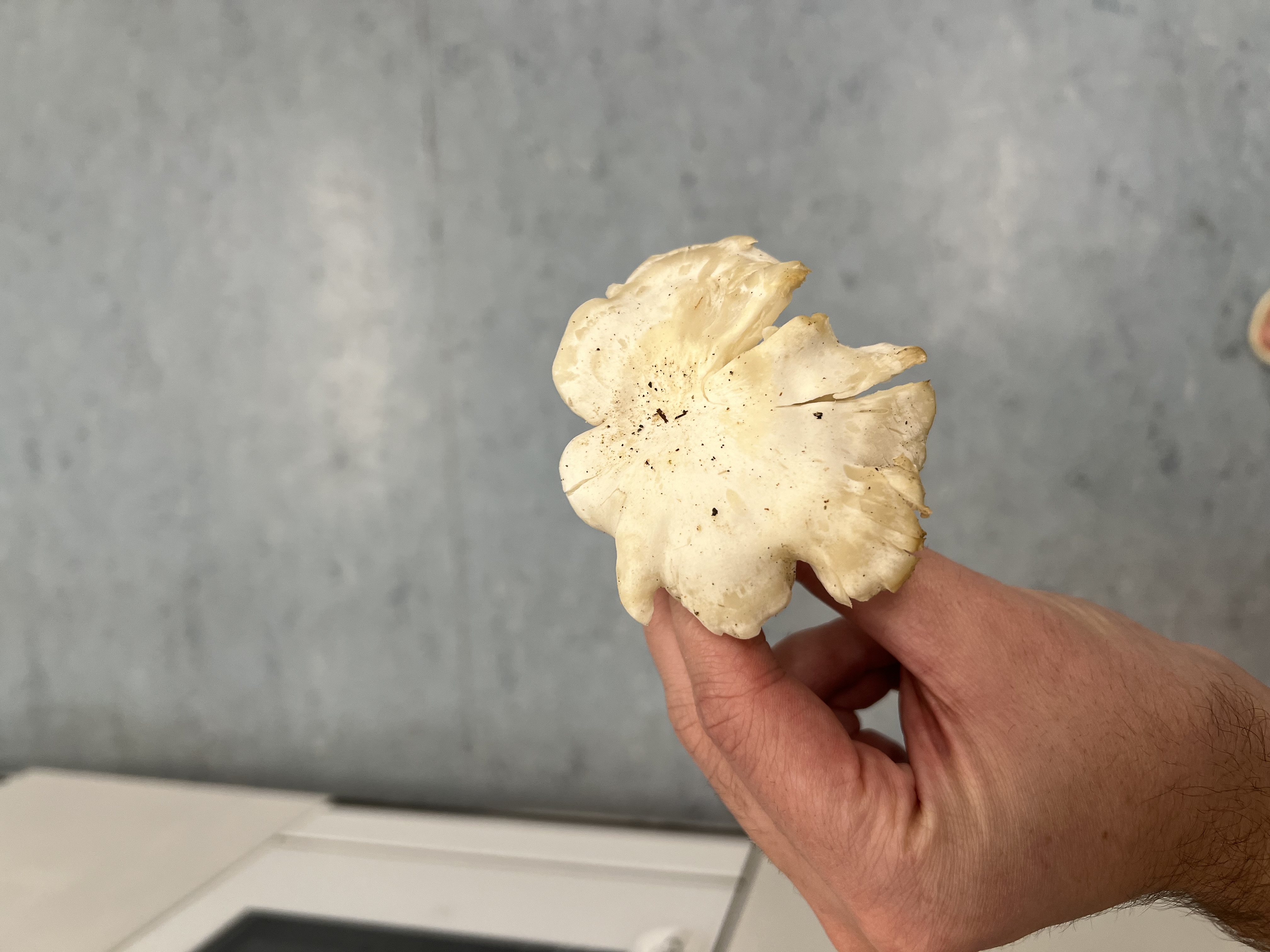 Oyster Mushroom (Pleurotus ostreatus) - Cap is irregular, lobed, and wavy, Gills are crowded, white to cream, and deeply decurrent, Stem is short, thick, and eccentric or lateral, Flesh is firm and white, Typically grows in dense, overlapping clusters on wood