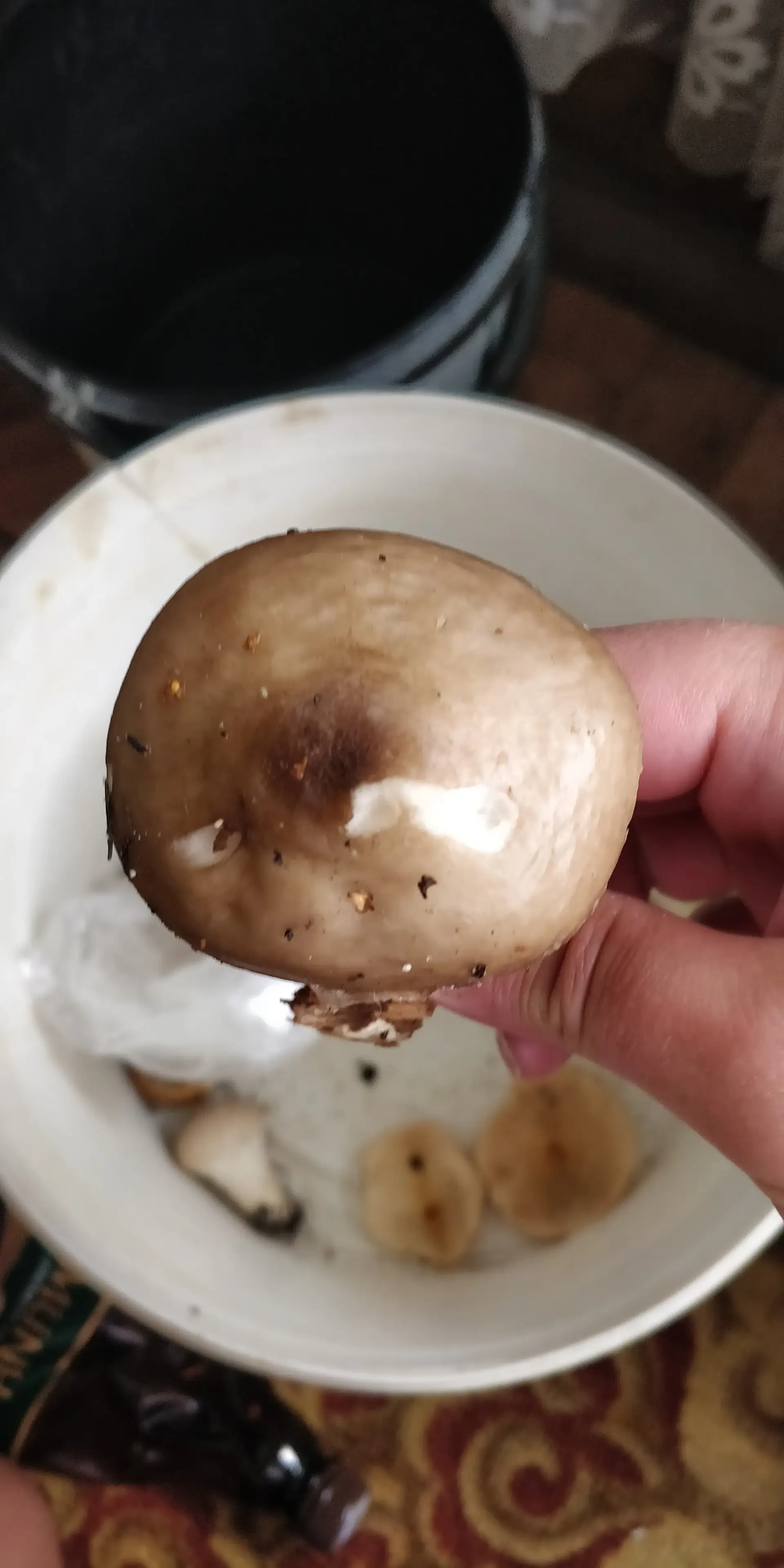Suspected Death Cap Complex (Amanita phalloides) - Cap brown to olive-brown, smooth, convex to broadly convex, Gills white, crowded, appearing free or narrowly attached, Stem white, solid, potentially lacking a visible ring (annulus), Base structure (volva) is obscured or missing in the image, Gills remain white (suggests white spore print), Overall robust, fleshy stature
