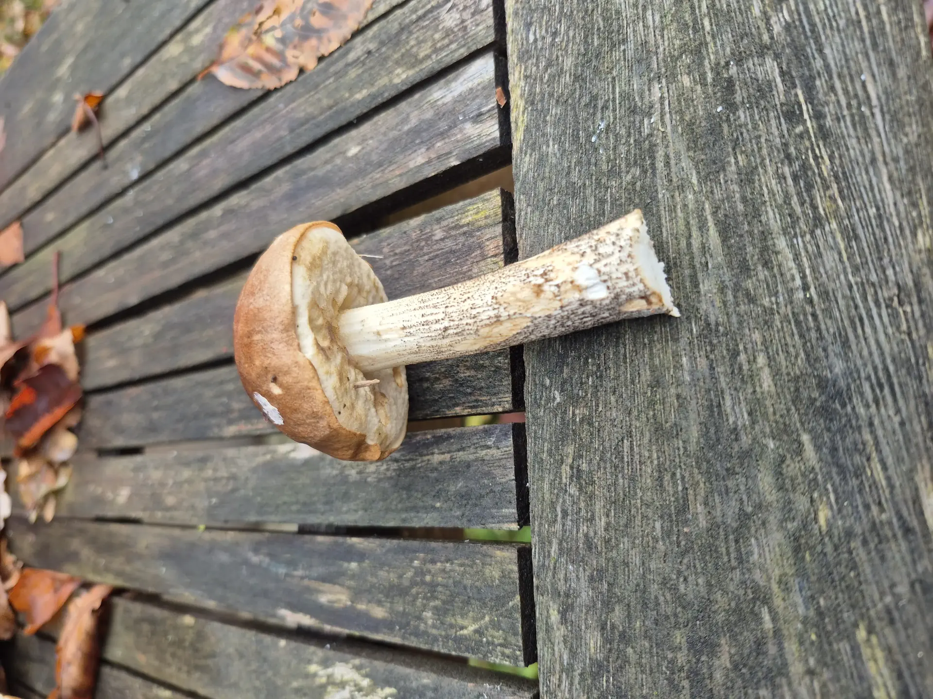 Brown Birch Bolete (Leccinum scabrum) - Cap tawny to reddish-brown, smooth, Pore surface whitish or cream, non-staining (apparent), Stem slender, covered densely with dark brown/black scabers, Context flesh white, non-staining (apparent)
