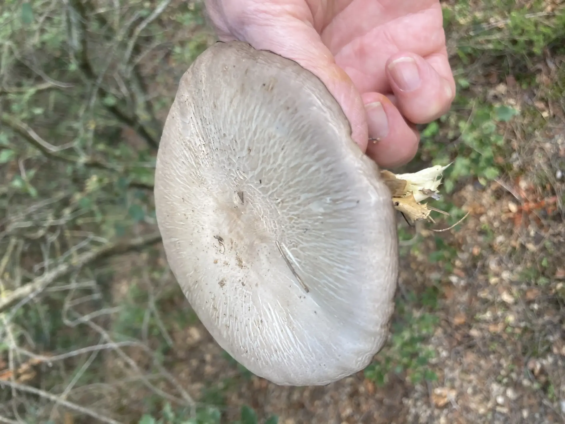 Deer Mushroom (Pluteus cervinus) - Cap large, grayish-tan, radially fibrillose/streaked, Gills dark chocolate brown, free from the stem, Stem pale, lacks both an annulus (ring) and a volva, Growing terrestrially, likely attached to buried wood or deep litter