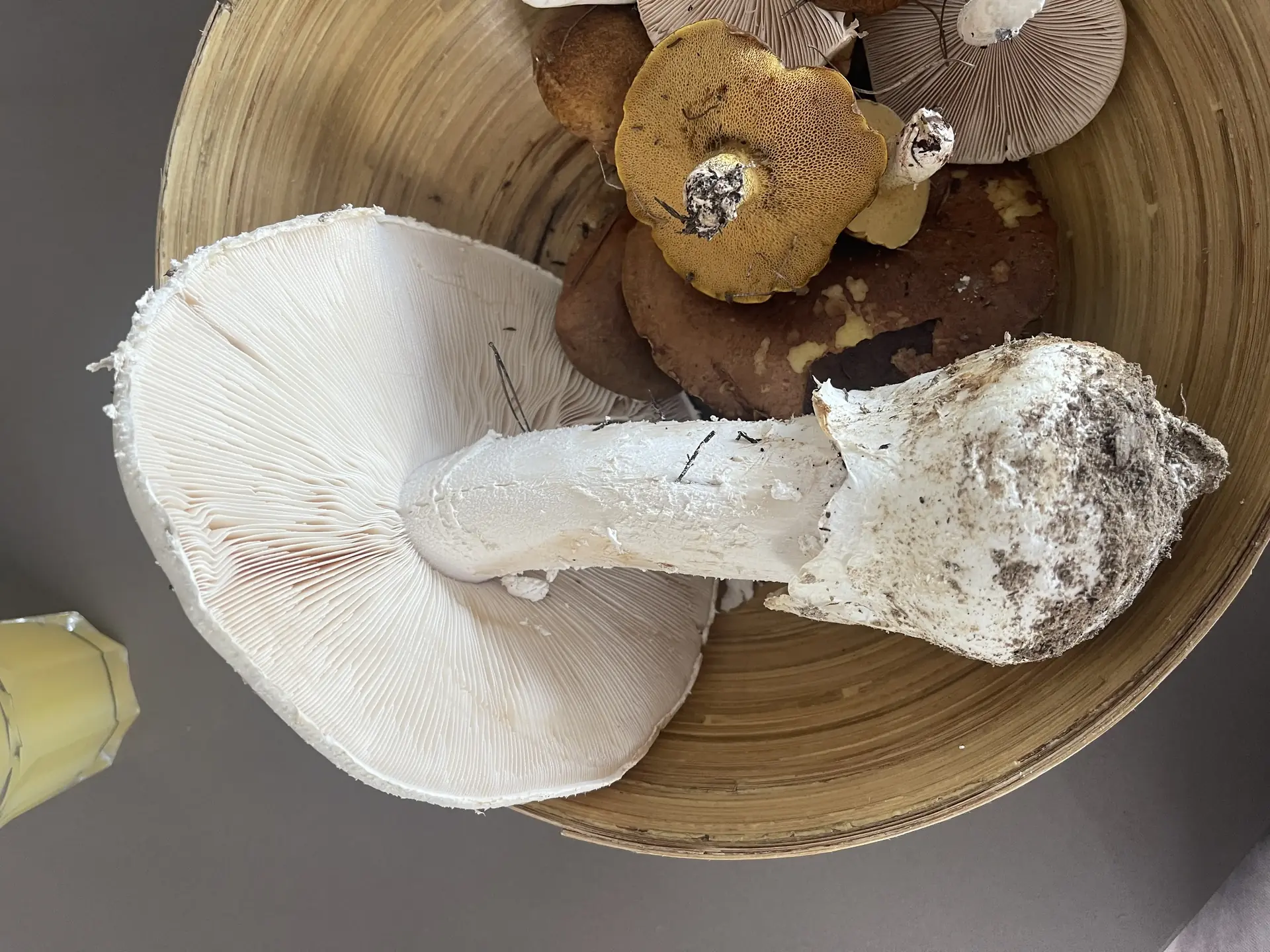 European Destroying Angel (Amanita verna) - Large, pure white cap, smooth surface, Gills are free, crowded, and pure white, Robust, white stem with a bulbous base, Base structure suggests remnants of a universal veil (volva), No visible ring (annulus) on the stem shaft, Flesh does not appear to stain or bruise color