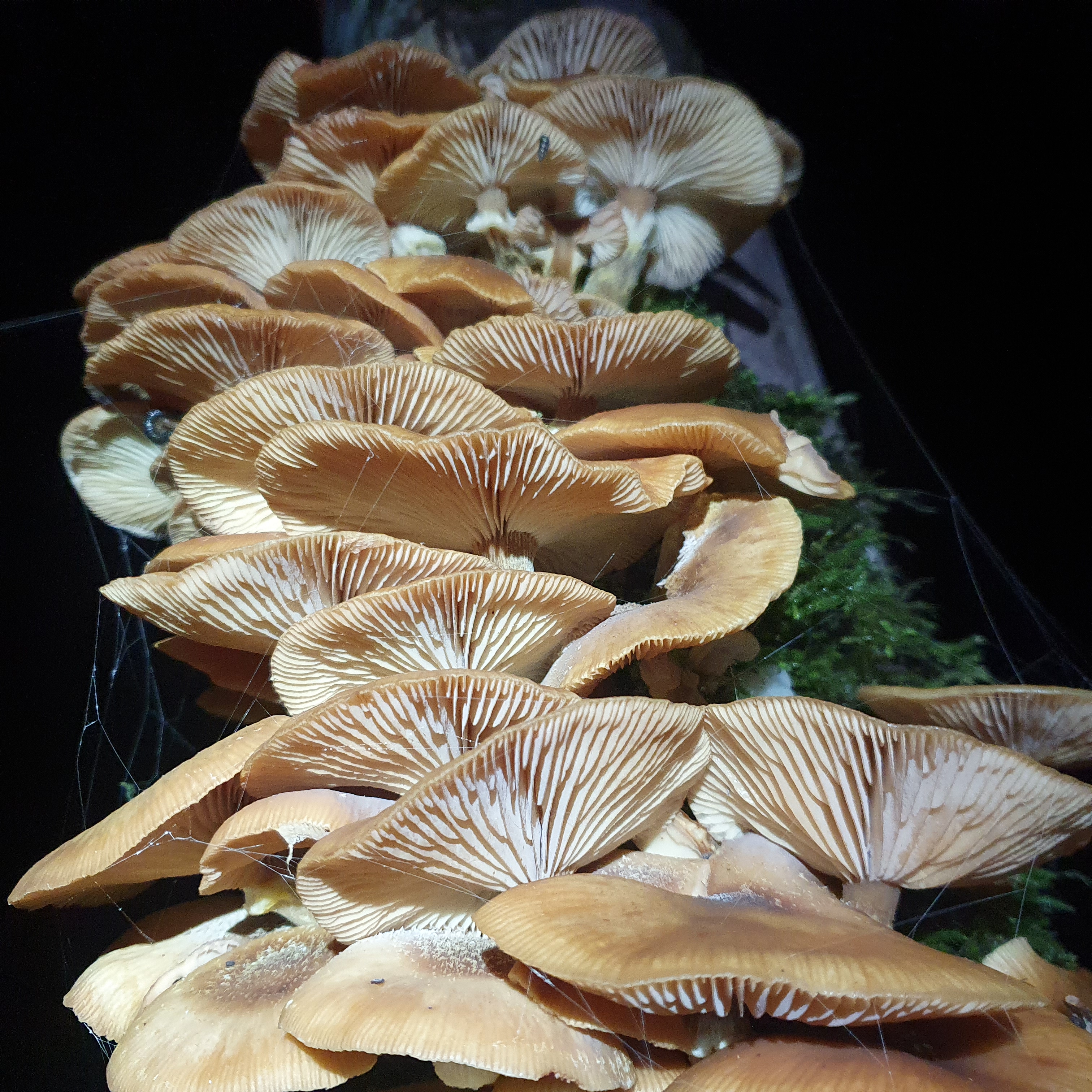 Honey Mushroom (Complex) (Armillaria mellea) - Densely clustered growth on decaying wood, Tawny brown to reddish-orange cap color, Strongly striate (ribbed) cap margin, Gills crowded, pale cream to whitish, Fibrous, brownish stem, often darker towards base