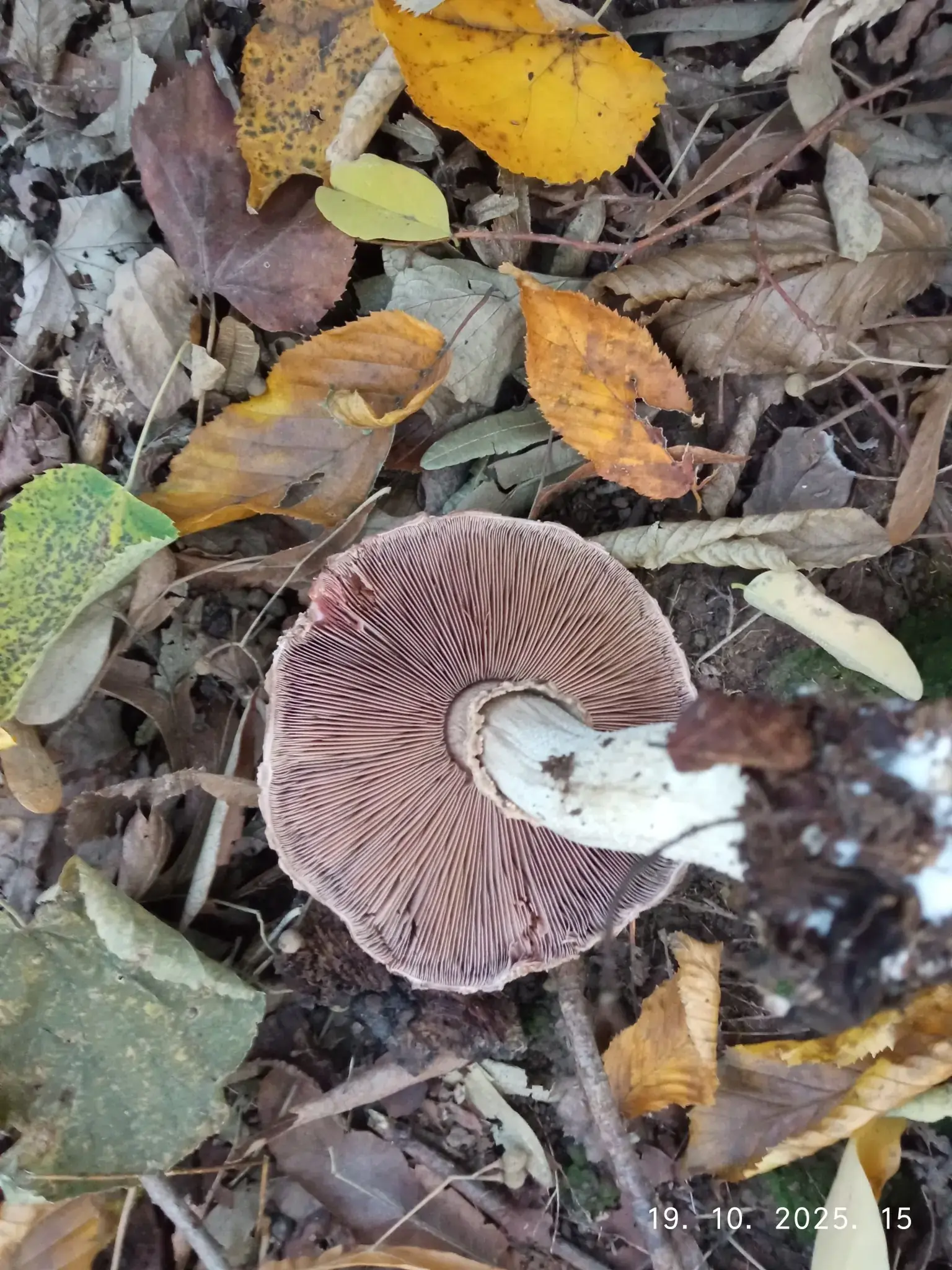 Scaly Wood Mushroom (Agaricus sp.) (Agaricus sylvaticus) - Cap covered in fine, brownish, granular scales., Gills free, crowded, maturing from pale/pink to dark chocolate brown., Context (flesh) stains reddish or brownish upon cutting., Robust, pale stem with remnants of a partial veil/ring., Growing terrestrially in leaf litter.
