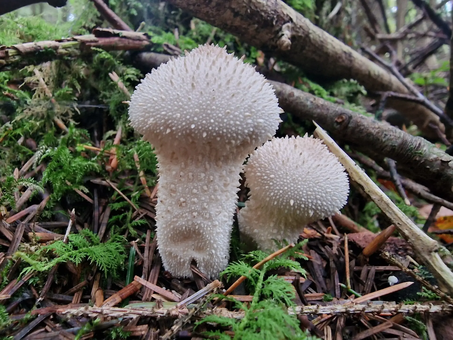 Common Puffball (Lycoperdon perlatum) - Pear-shaped fruiting body with distinct sterile base, Surface covered in prominent, conical, detachable white spines, Spines leave a net-like pattern when rubbed off, White when young, maturing to light brown/tan, Grows terrestrially among leaf litter and debris