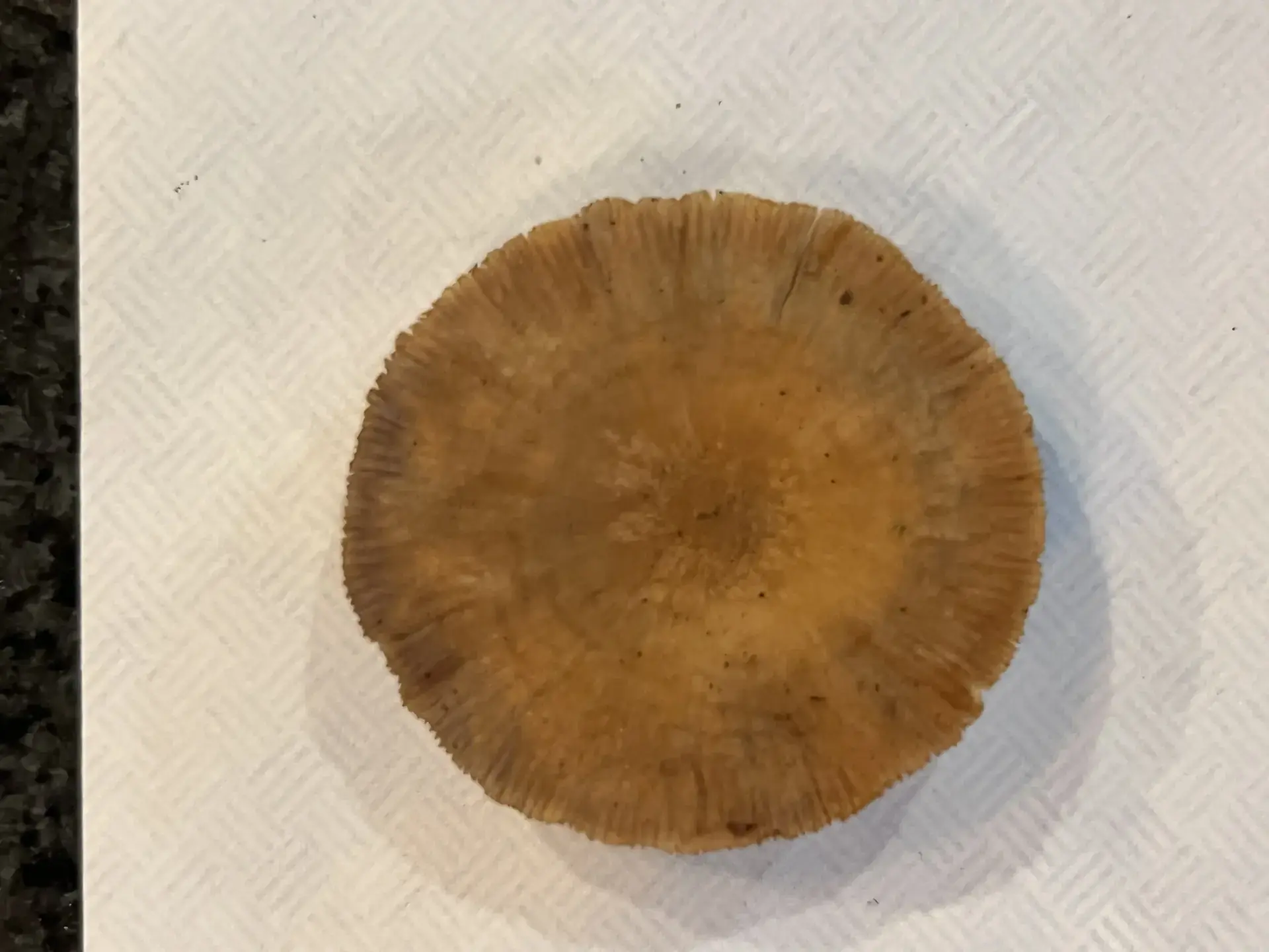 Funnel Clitocybe (Infundibulicybe gibba) - Tawny/orange-brown cap color, Deeply radially striate cap margin when moist, Gills distant and strongly decurrent, Slender, pale stem, often fibrous at base, Hygrophanous cap surface