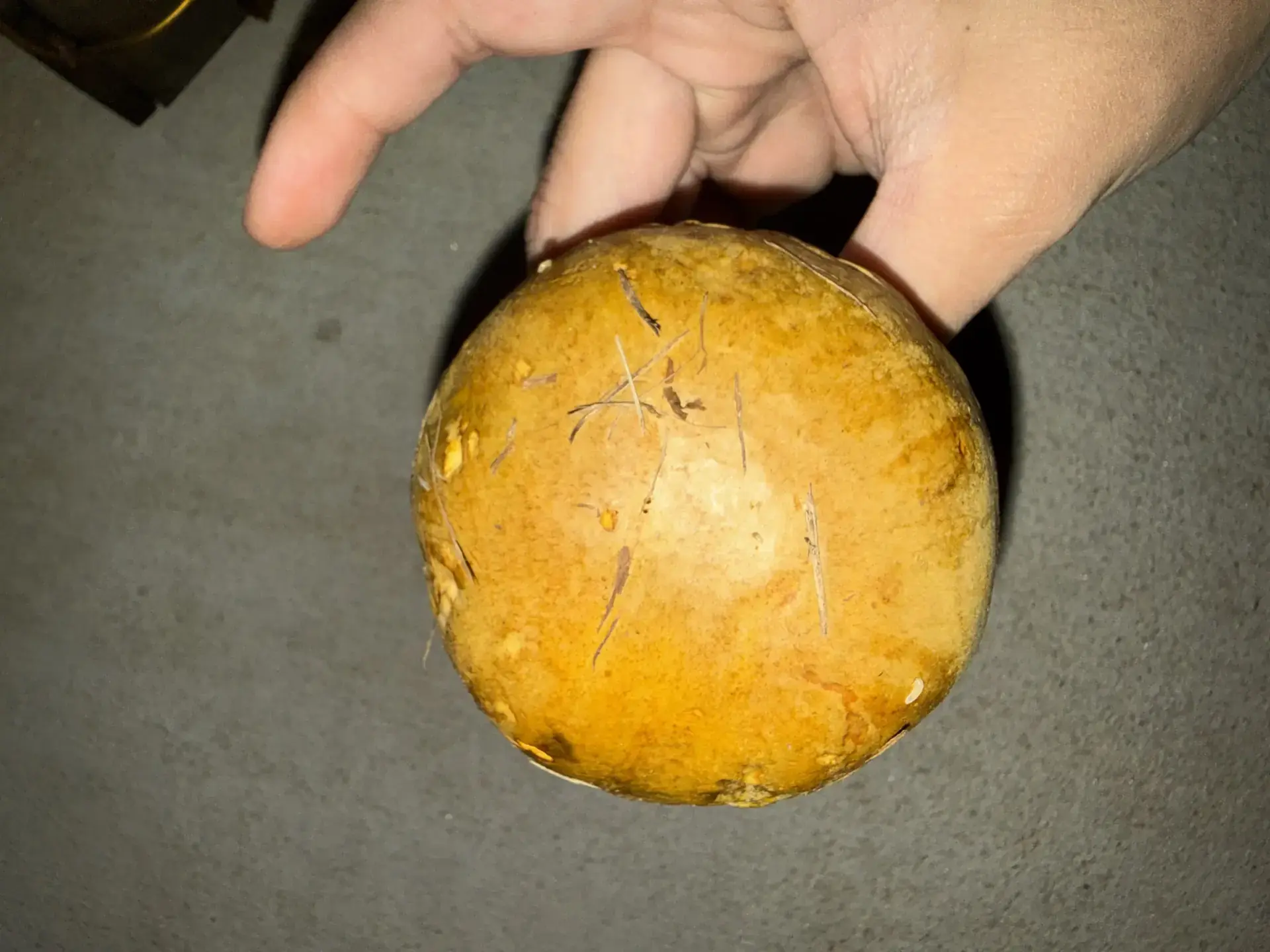 Ornate-stalked Bolete (Retiboletus ornatipes) - Cap is robust, convex, and bright yellow to orange-yellow., Underside consists of yellow, non-gilled pores (Boletaceae)., Stipe is thick, yellow, and covered entirely by a prominent, raised reticulum., Reticulation pattern is yellow near the cap, darkening to brown/black towards the base., Base of the stipe is dark and rooted.