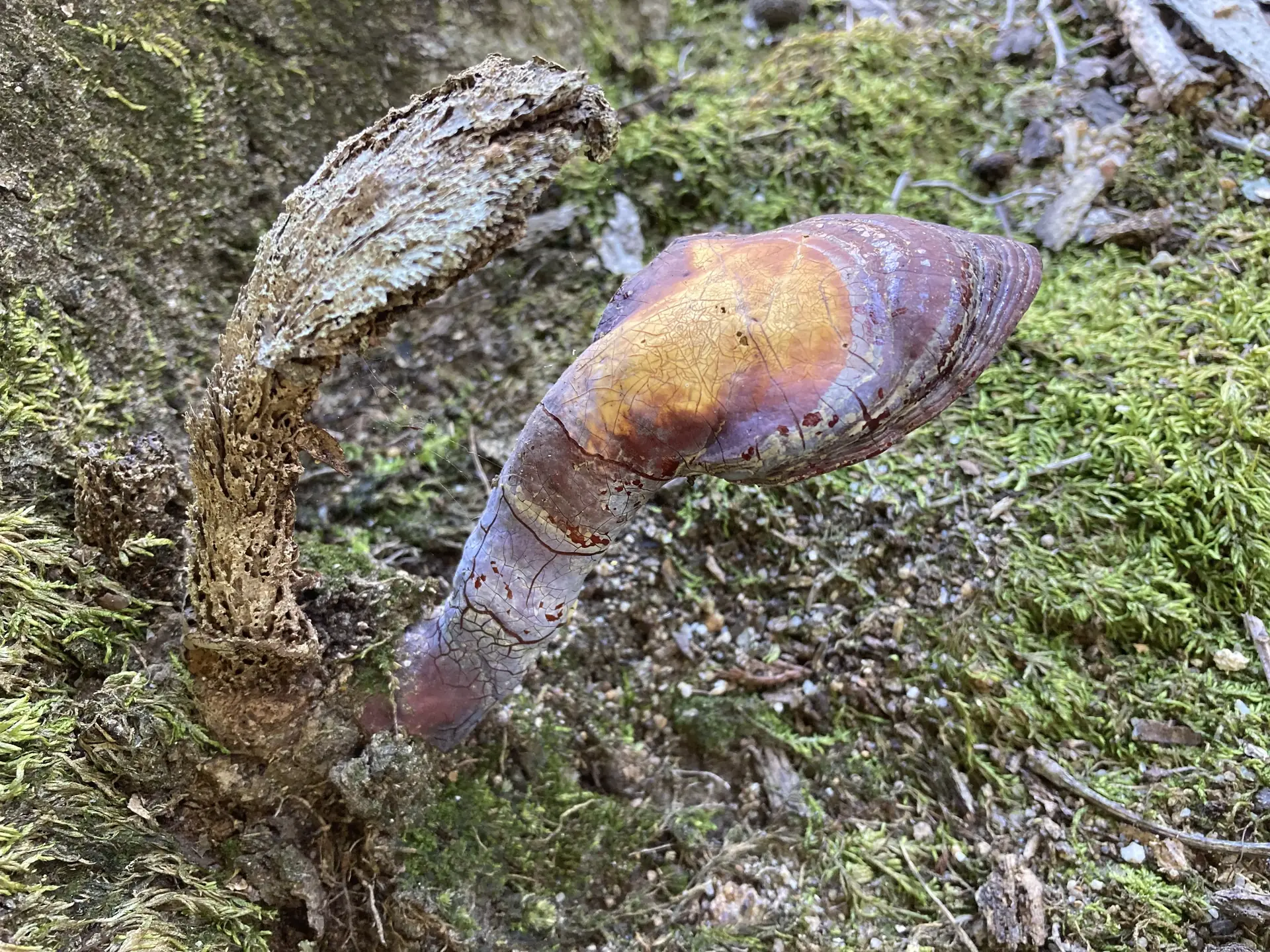 Reishi Mushroom (Ganoderma lucidum) - Lacquered, shiny cap surface, Reddish-brown to maroon varnish, Cap surface cracked, showing golden-yellow context, Lateral, elongated stipe (stalk), Growing on decaying hardwood
