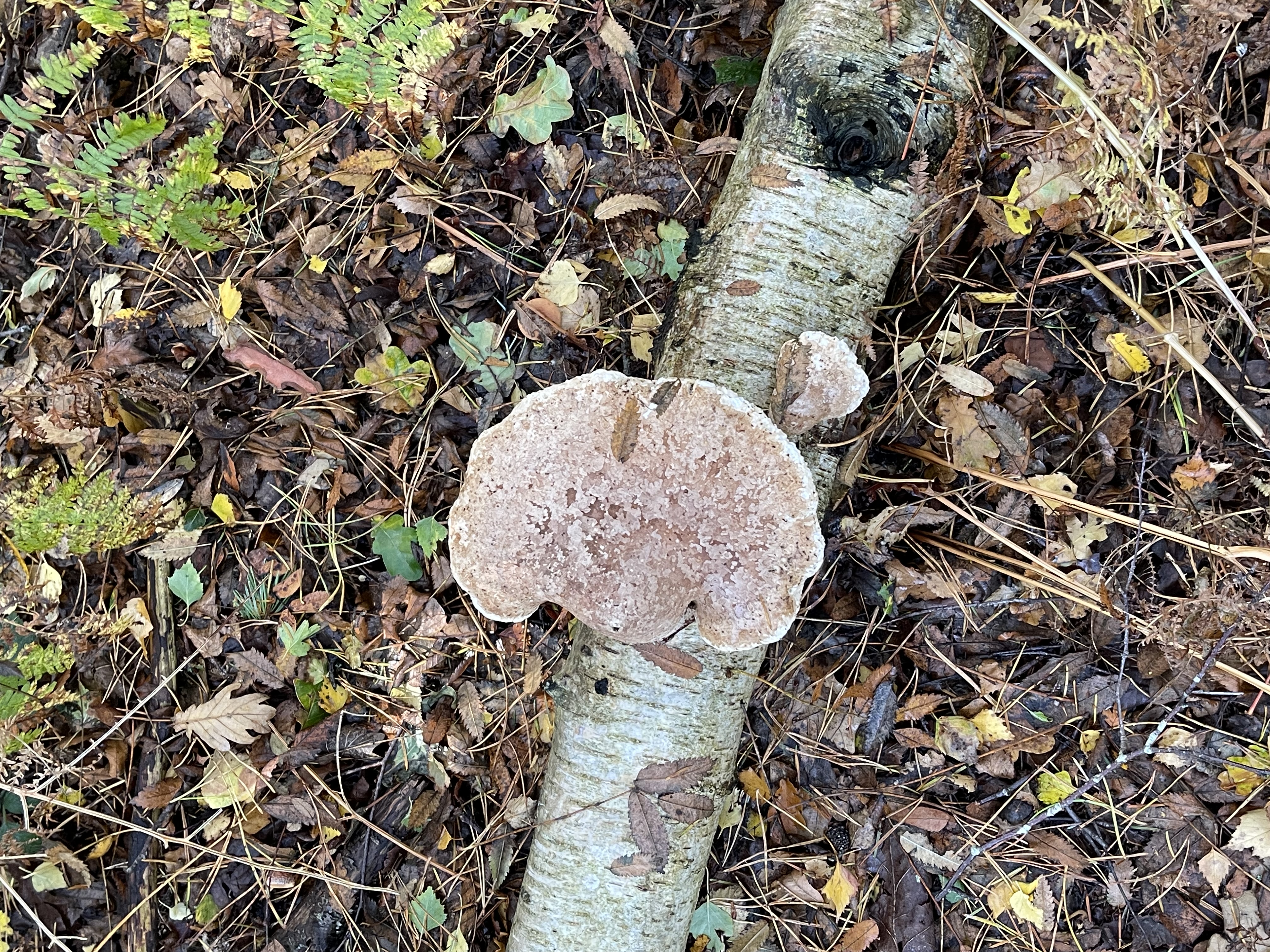 Birch Polypore (Fomitopsis betulina) - Sessile, hoof-shaped or kidney-shaped bracket., Grows exclusively on birch wood (Betula spp.)., Upper surface pale tan to whitish, smooth or finely velvety., Pore surface white/cream when young, darkening to brown/blackish with age., Thick, corky, and tough texture.