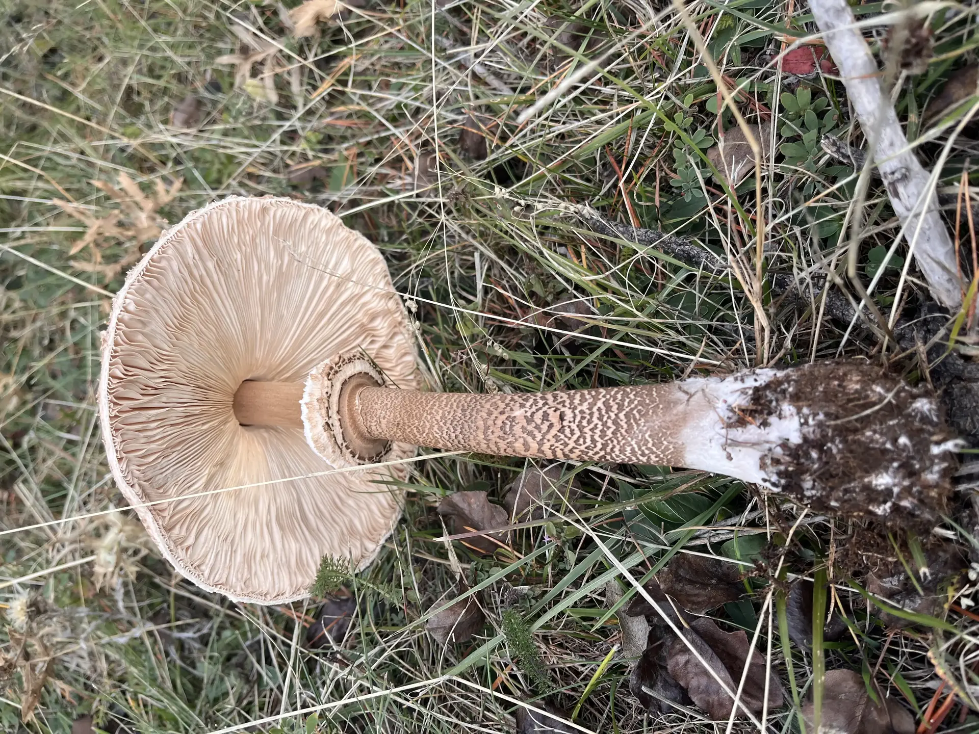 Shaggy Parasol Complex (Chlorophyllum rhacodes) - Large cap covered in dark, shaggy scales, Free, crowded, white gills, Tall stem with distinct brown snakeskin (reticulate) pattern, Large, movable, double-edged ring (annulus), Bulbous base obscured by soil and debris