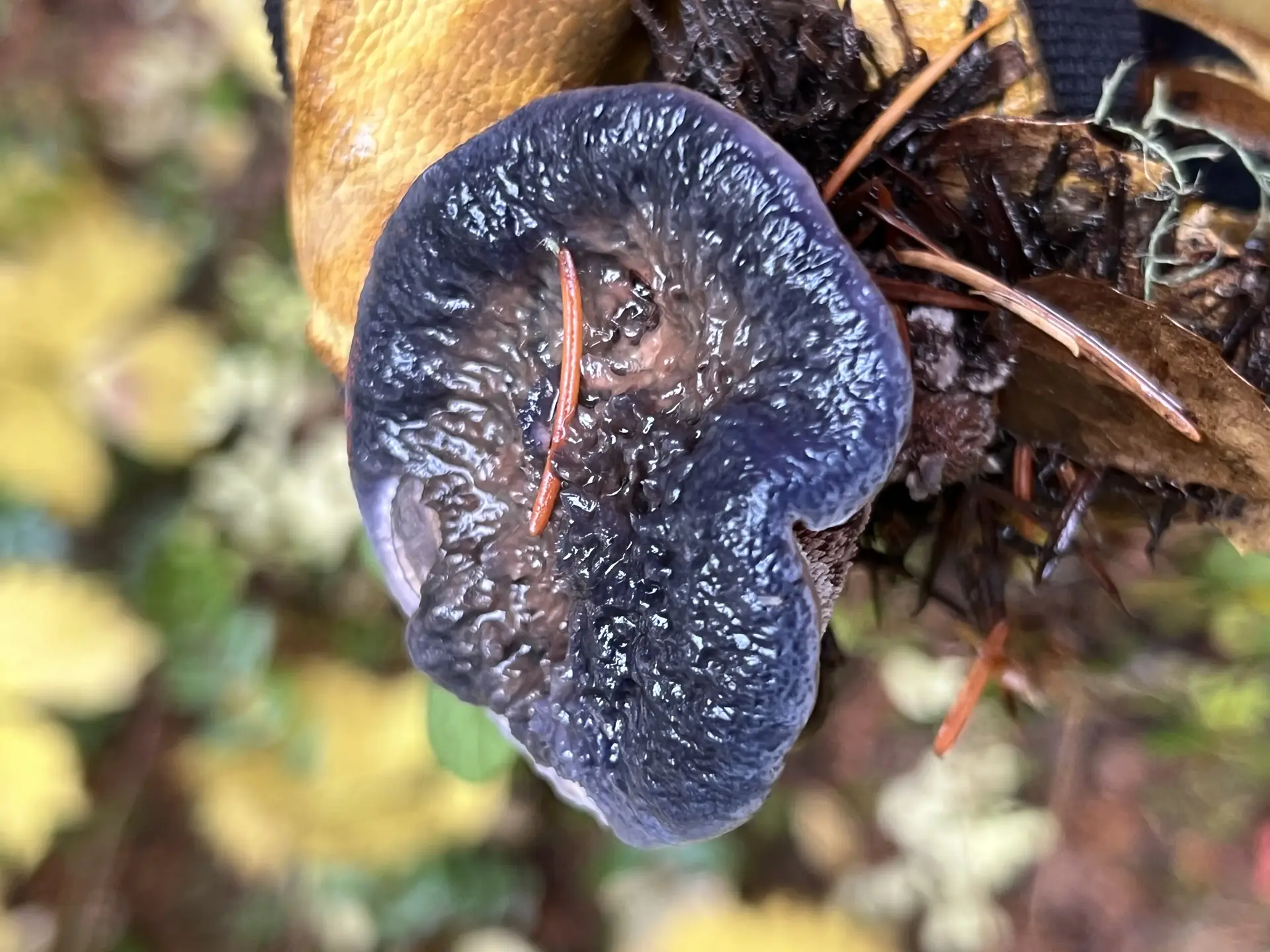 Dark-purple Tooth (Sarcodon fuscoindicus) - Cap dark indigo to purplish-black, moist and irregular, Hymenium composed of dense, whitish to brownish spines (teeth), Context (flesh) distinctly zoned, showing dark purple/black near the surface and bright rusty orange below, Robust, fleshy structure, Mycorrhizal association, found on forest floor
