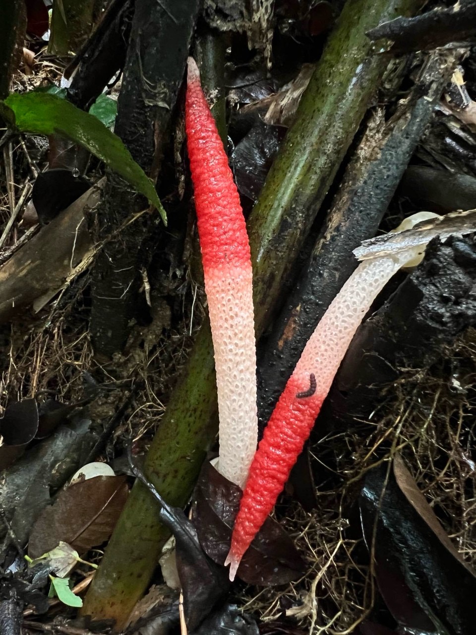 Bamboo Stinkhorn (Mutinus bambusinus) - Cylindrical, hollow, tapering stalk (receptaculum), Vivid red to pinkish-red, highly porous or pitted apex, Pale pink or white lower stalk section, Emerges from organic debris or soil