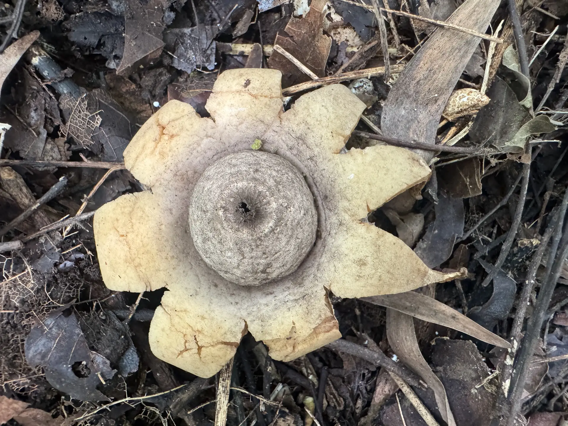 Earthstar (Geastrum fimbriatum) - Star-shaped exoperidium splitting into 6-10 rays, Central, spherical spore sac (endoperidium), Pale tan to cream rays, grayish-brown spore sac, Distinct apical pore (ostiole) visible on spore sac