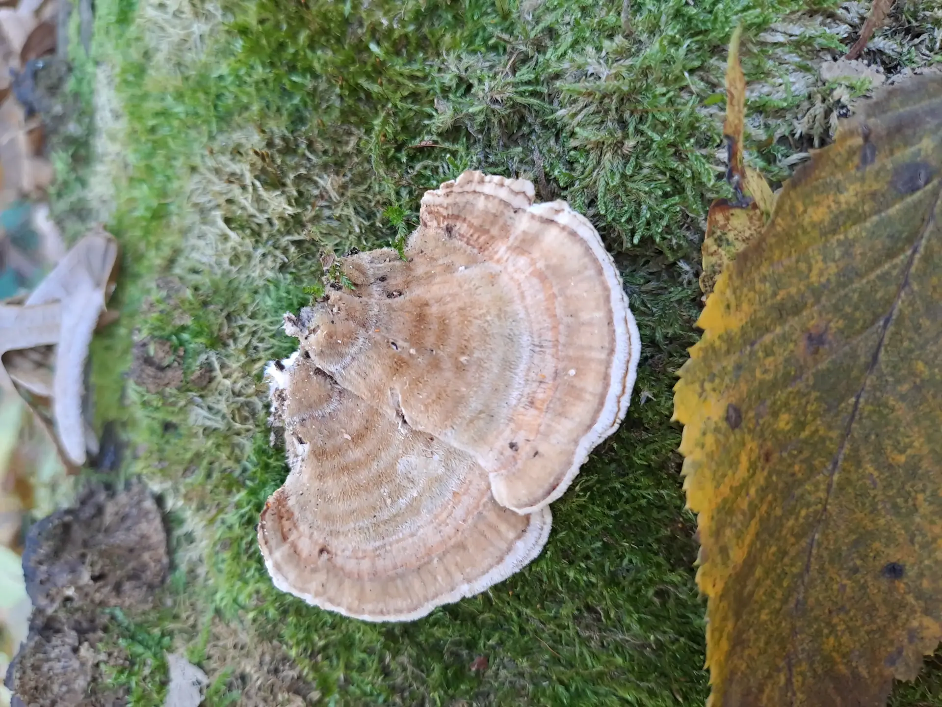 Turkey Tail (Trametes versicolor) - Thin, flexible, bracket-like fruiting body, Cap surface distinctly zoned with concentric color rings (brown, tan, white), Velvety or finely hairy texture on the cap, Pore surface white to cream, visible pores (polypore), Grows sessile on decaying wood