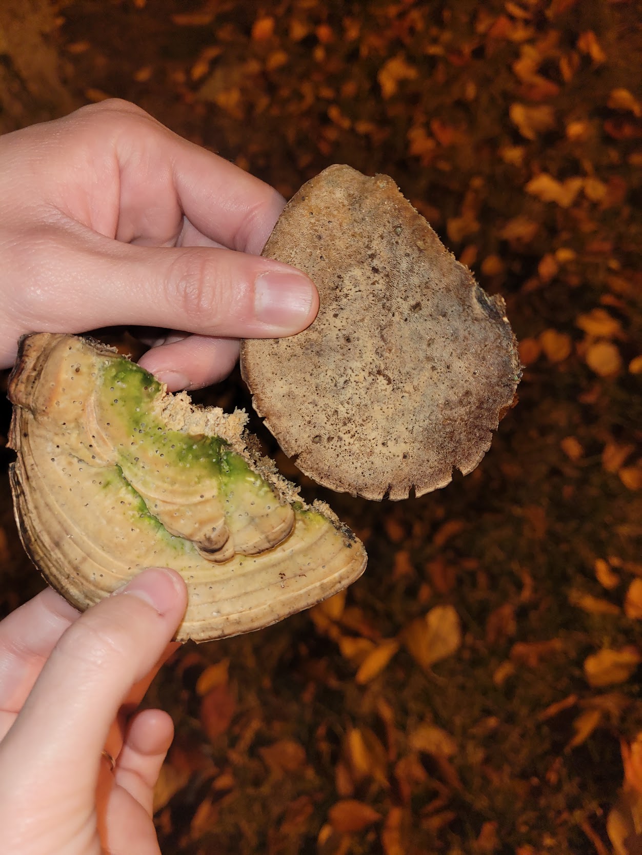 False Tinder Conk (Phellinus igniarius) - Perennial, woody, shelf-like bracket structure, Concentric growth rings visible in cross-section, Rough, brown to gray-black cap surface, Pore surface tan to brown with minute pores, Context often shows a distinct green layer (algal growth)