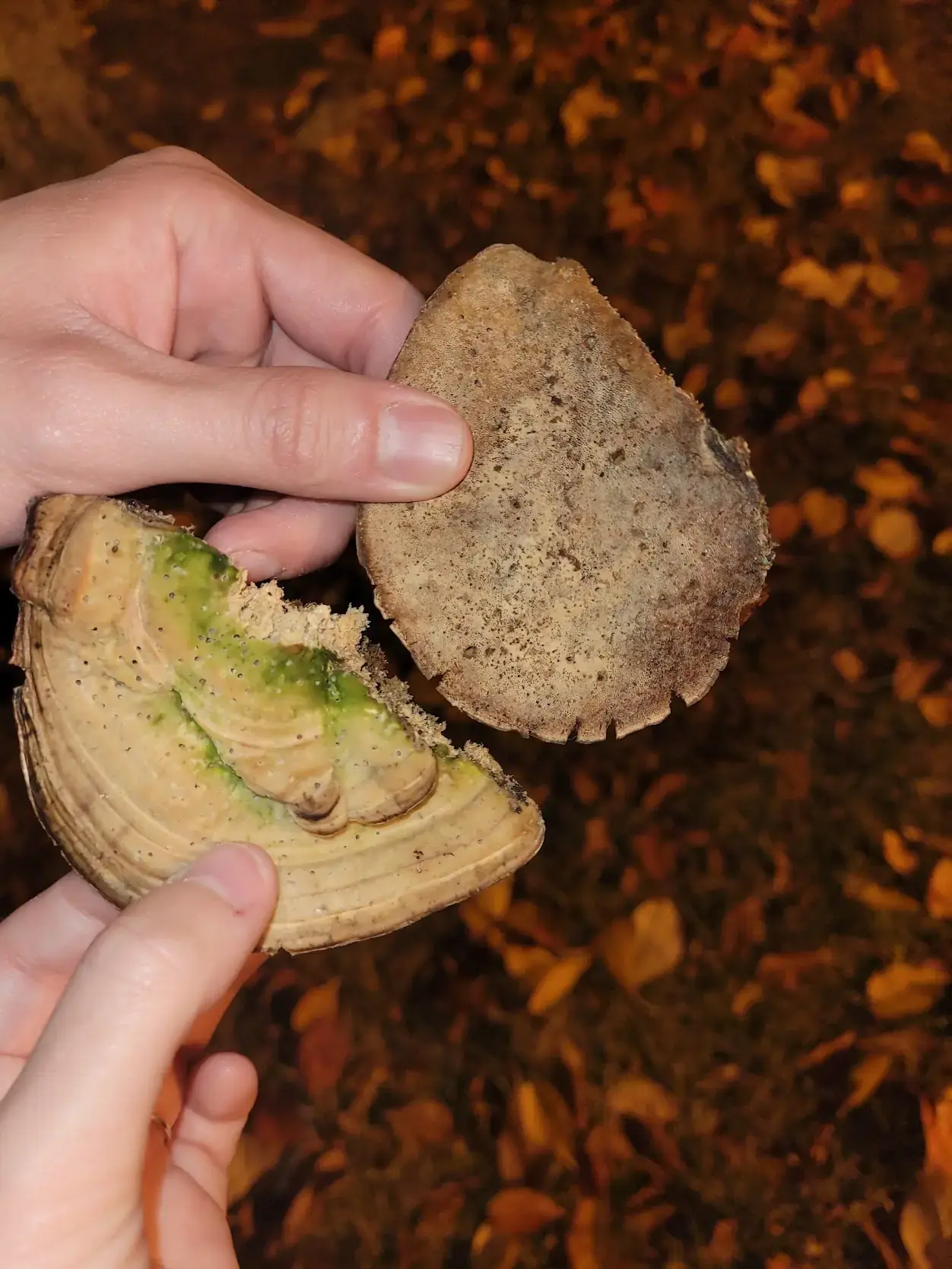 False Tinder Conk (Phellinus igniarius) - Perennial, woody, shelf-like bracket structure, Concentric growth rings visible in cross-section, Rough, brown to gray-black cap surface, Pore surface tan to brown with minute pores, Context often shows a distinct green layer (algal growth)