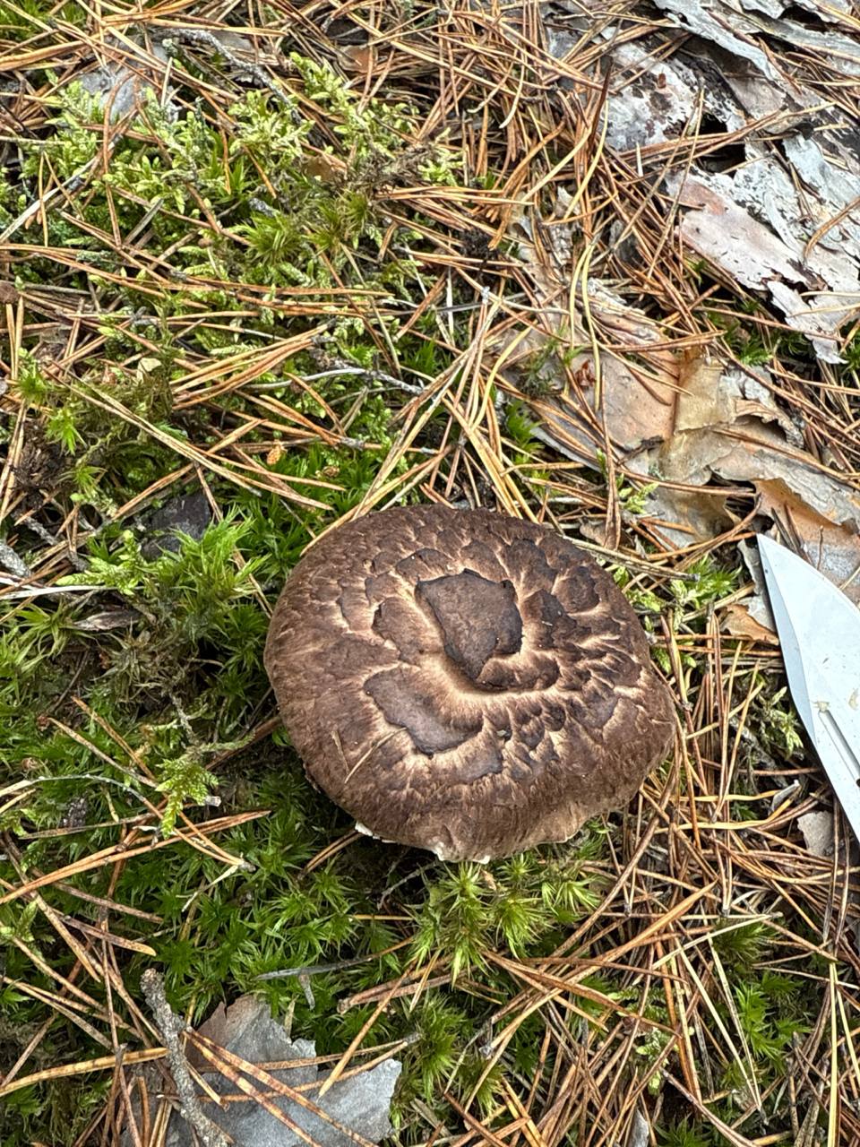 Scaly Tooth Mushroom (Sarcodon imbricatus) - Cap dark brown, robust, covered in large, dark, overlapping scales (imbricate)., Hymenium composed of pale, brittle, decurrent spines (teeth) instead of gills., Stem thick, pale brown, often eccentric., Terrestrial growth, typically associated with coniferous trees (pine/spruce).