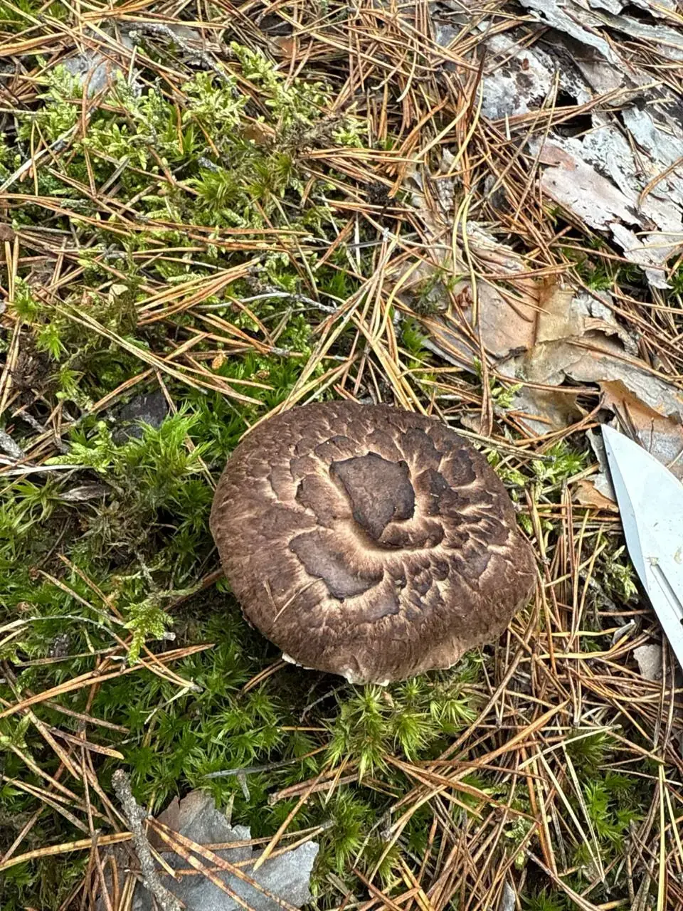 Scaly Tooth Mushroom (Sarcodon imbricatus) - Cap dark brown, robust, covered in large, dark, overlapping scales (imbricate)., Hymenium composed of pale, brittle, decurrent spines (teeth) instead of gills., Stem thick, pale brown, often eccentric., Terrestrial growth, typically associated with coniferous trees (pine/spruce).