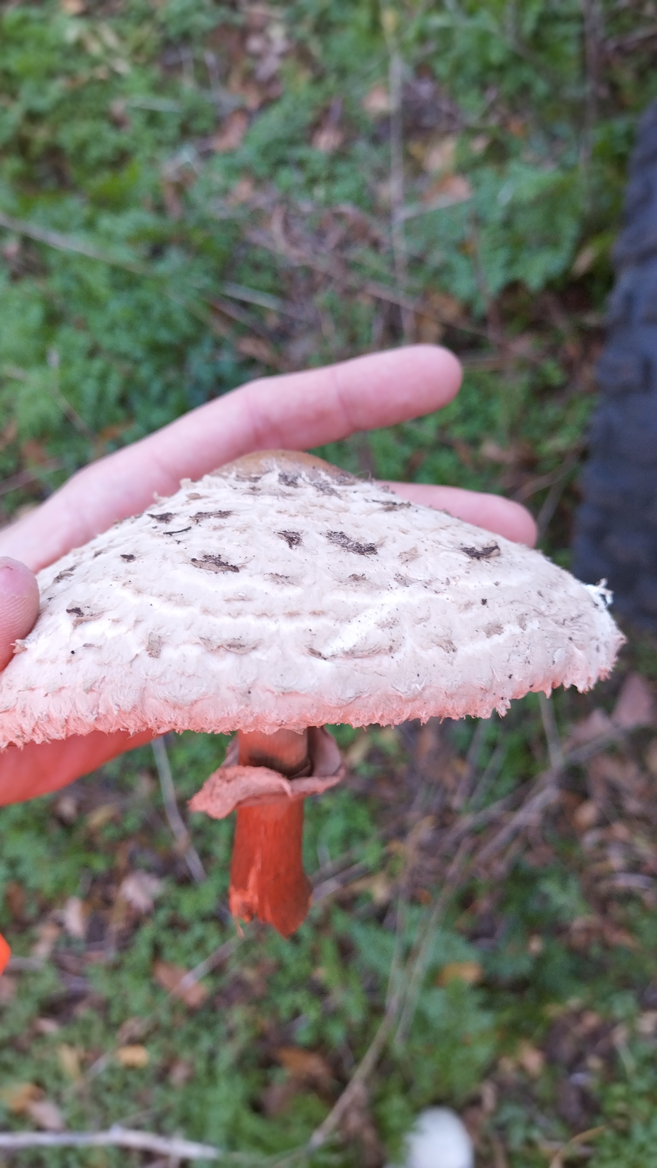 Brown Parasol (Chlorophyllum brunneum) - Cap large, covered in coarse, dark brown, shaggy scales., Stem base stains deep reddish-orange or reddish-brown when bruised or cut., Large, thick, movable ring present on the stem., Gills free, crowded, pale, darkening slightly with age.