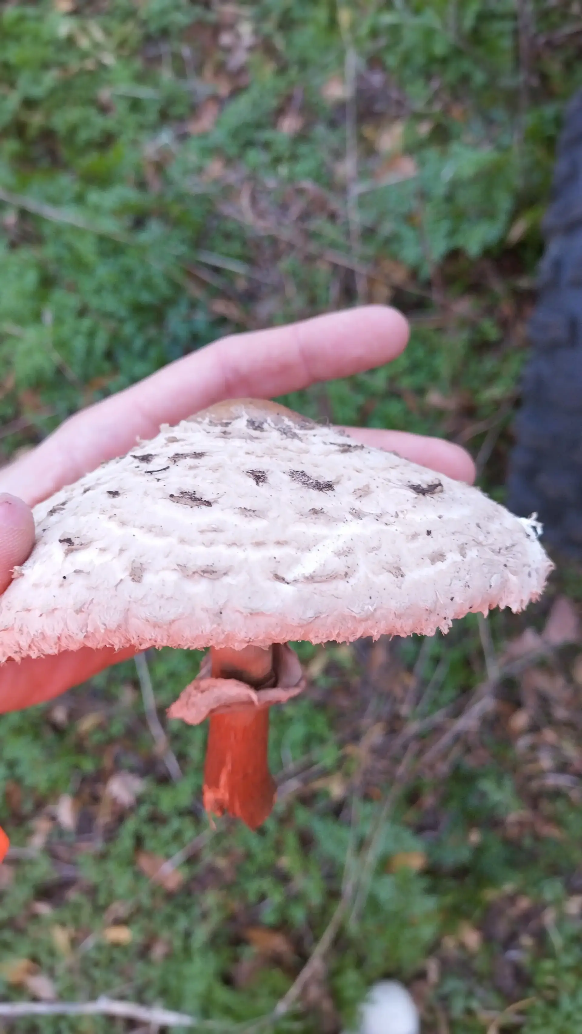 Brown Parasol (Chlorophyllum brunneum) - Cap large, covered in coarse, dark brown, shaggy scales., Stem base stains deep reddish-orange or reddish-brown when bruised or cut., Large, thick, movable ring present on the stem., Gills free, crowded, pale, darkening slightly with age.