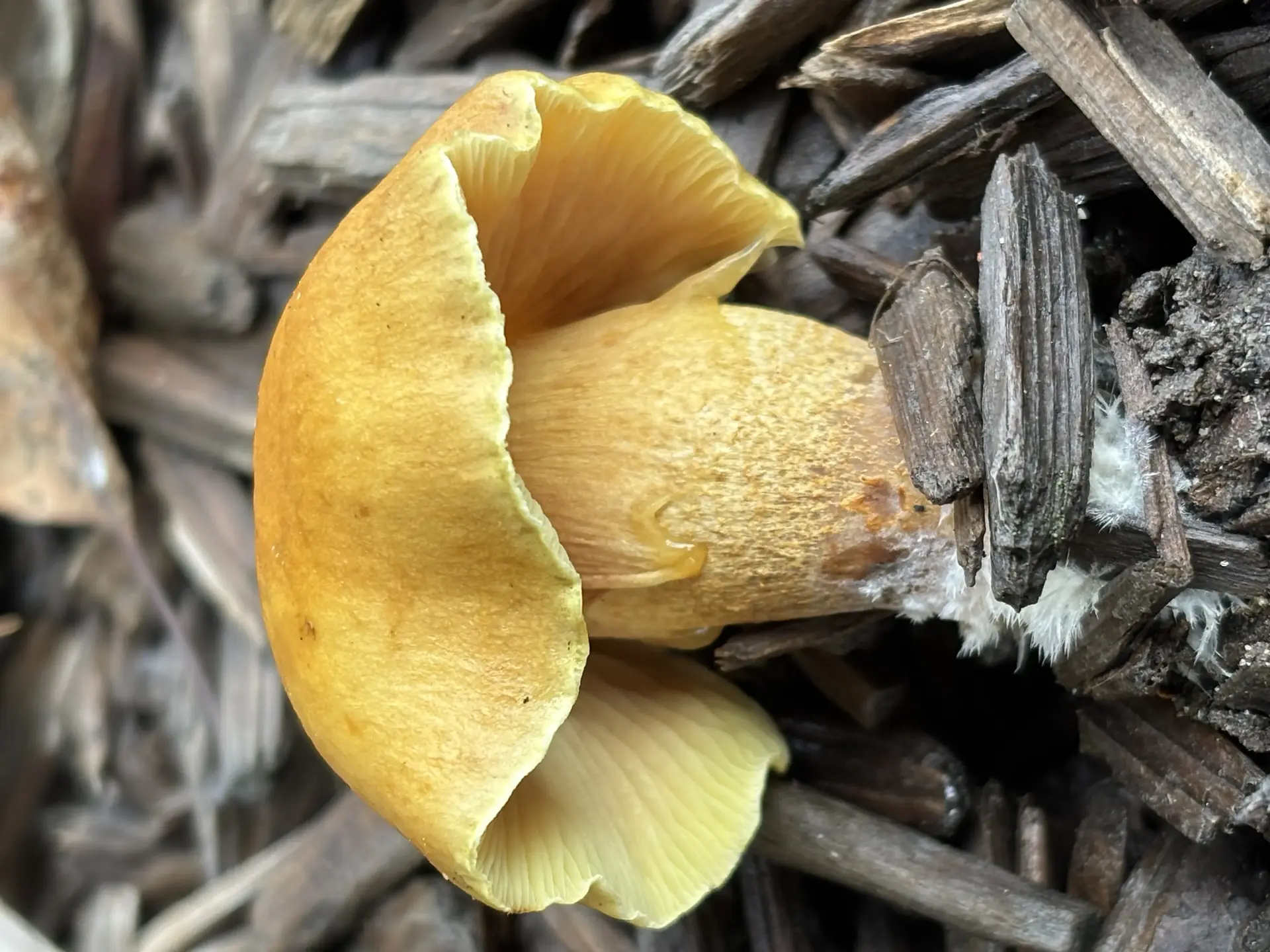 Spectacular Rustgill (Gymnopilus junonius) - Robust, fleshy stature, Bright yellow to orange cap, often viscid when moist, Crowded, bright yellow gills (will turn rusty brown with age/spores), Stem base often rusty brown or reddish, fibrous, Growing clustered on wood debris or mulch