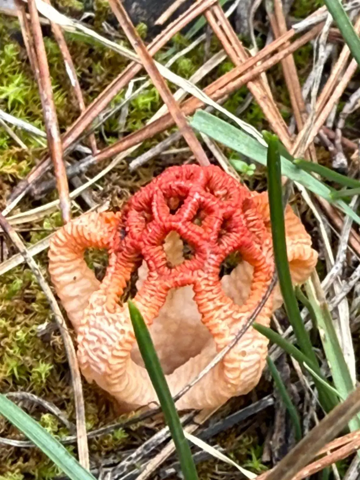 Basket Stinkhorn (Clathrus ruber) - Bright orange to red lattice structure, Hollow, cage-like fruiting body, Emerges from a white 'egg' stage (volva), Foul, putrid odor (when gleba is present), Grows terrestrially among debris