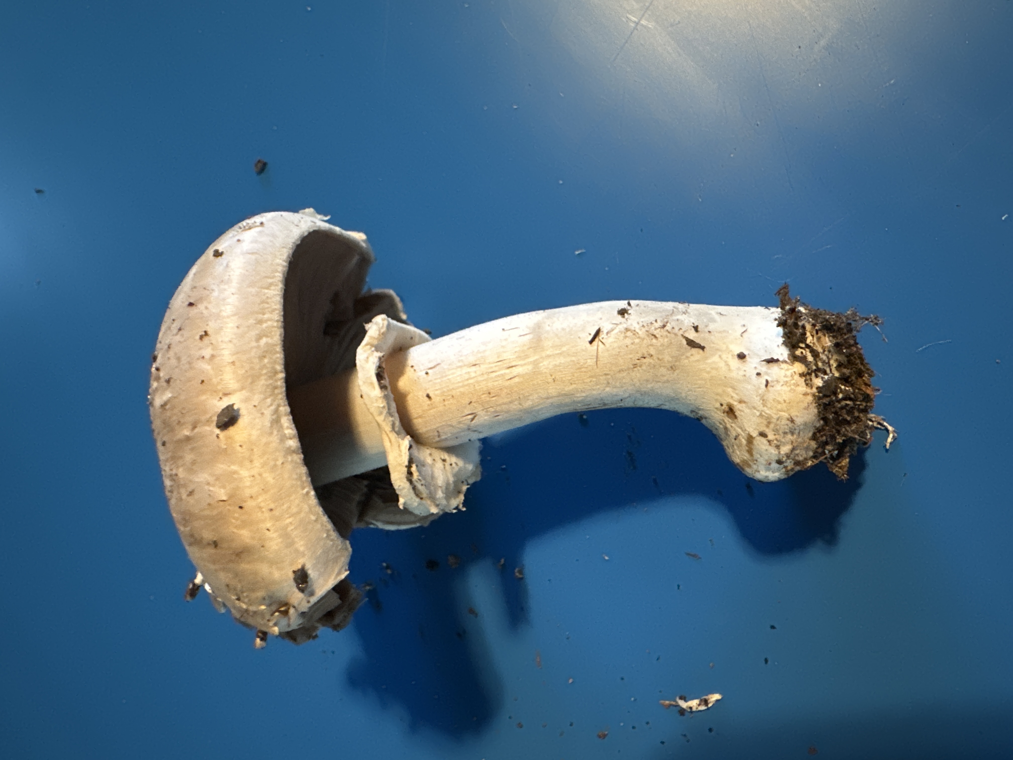 Field or Meadow Mushroom group (Agaricus sp) - Whitish to brownish cap with fine scales, Gills are pinkish-brown to chocolate brown, free from the stem, Prominent, skirt-like ring on the stem, Grows in soil, likely in grassy areas, Stem is whitish and relatively thick
