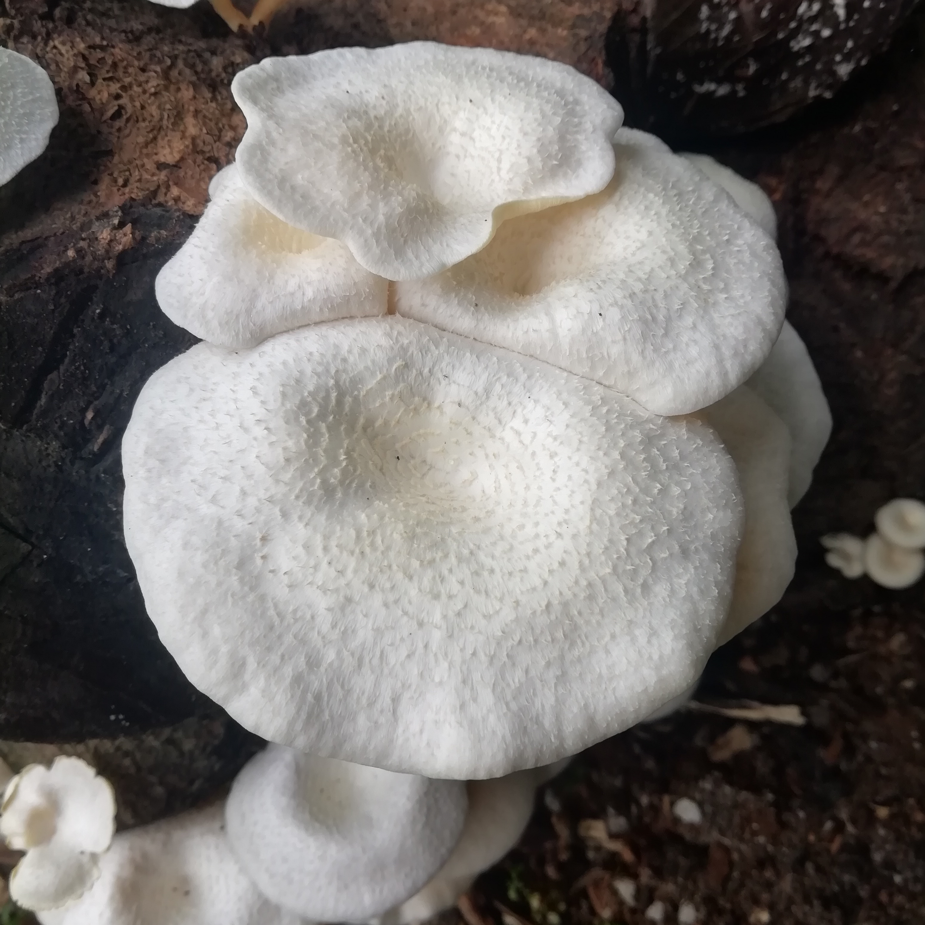 Scaly Lentinus (Lentinus squarrosulus) - White to cream-colored cap with a depressed center, Distinctly scaly (squamulose) texture on cap and stem, Gills run down the stem (decurrent), Grows in clusters on dead wood, Tough, fibrous flesh