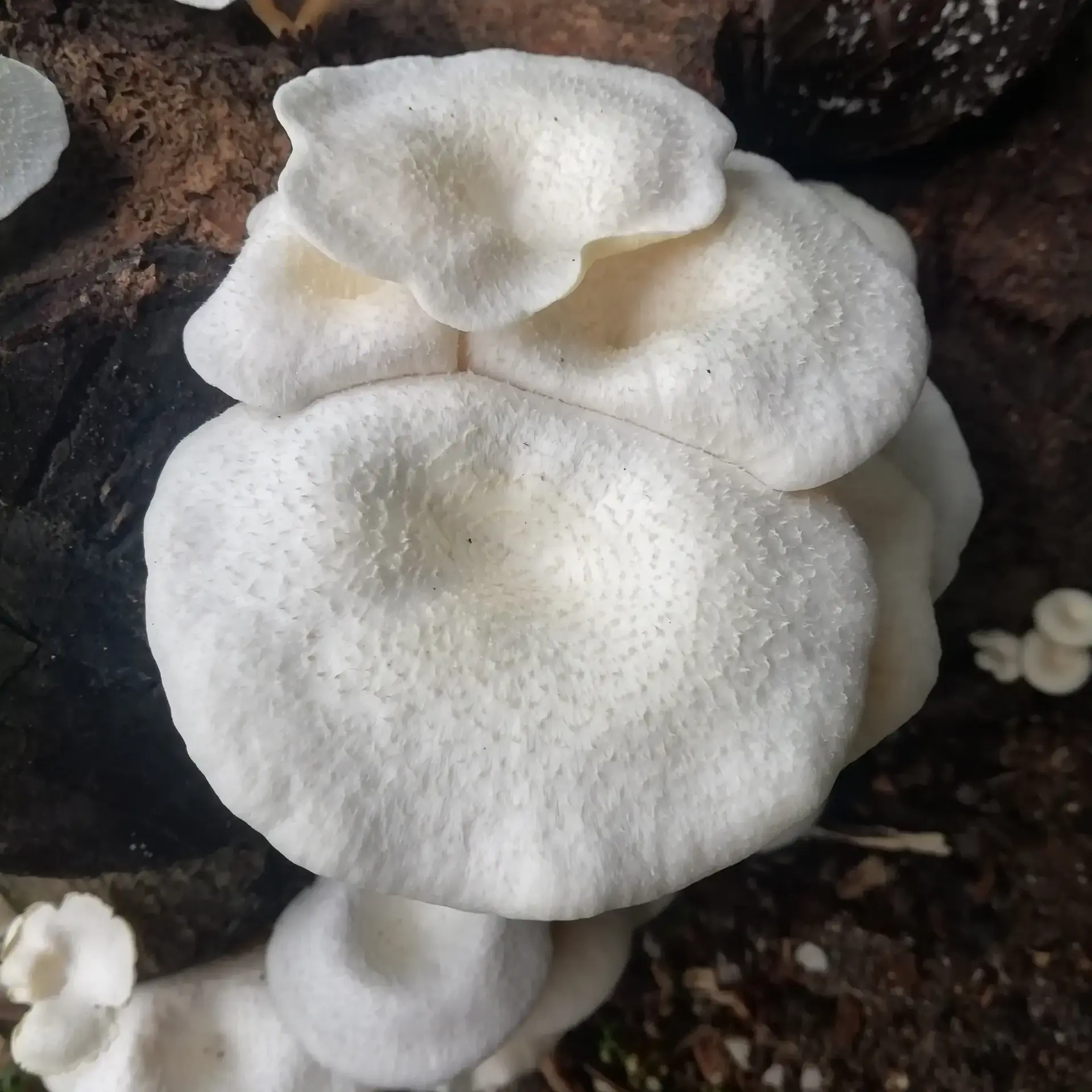 Scaly Lentinus (Lentinus squarrosulus) - White to cream-colored cap with a depressed center, Distinctly scaly (squamulose) texture on cap and stem, Gills run down the stem (decurrent), Grows in clusters on dead wood, Tough, fibrous flesh